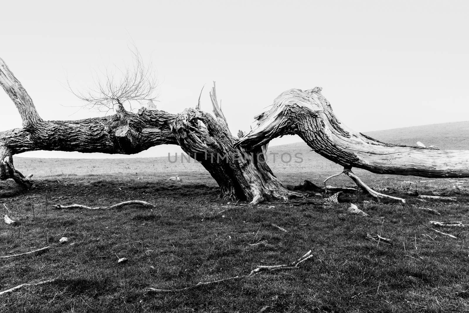 Old tree dead and split lying across ground rustic nature image.