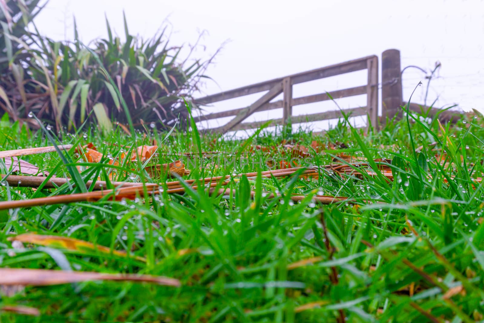 Old wooden farm gate at top of rise on wet misty morning with dew drops on blades of grass in selective focus.