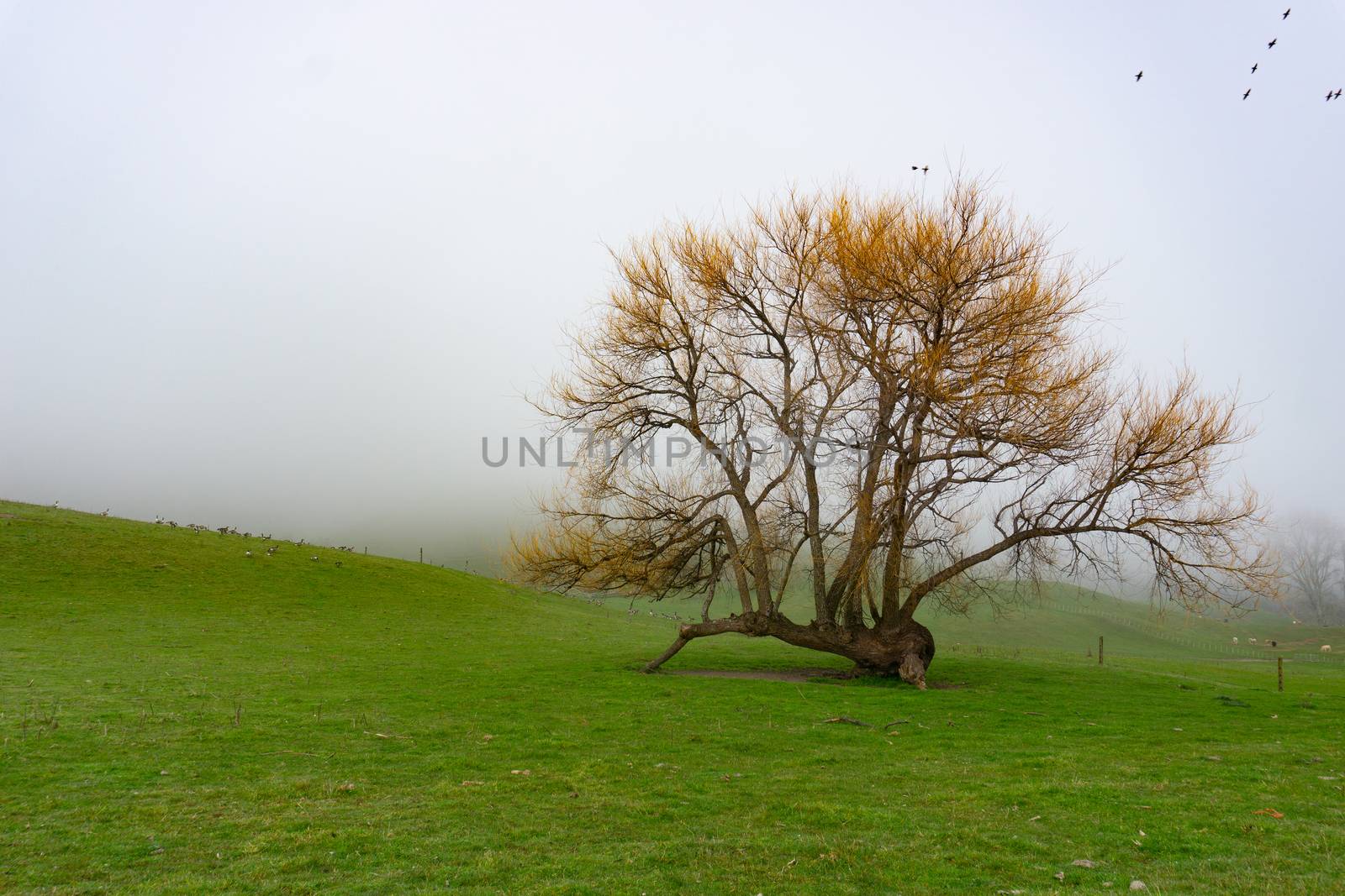 Rural winter landscape with leafless tree and Canada geese on land and flying in.