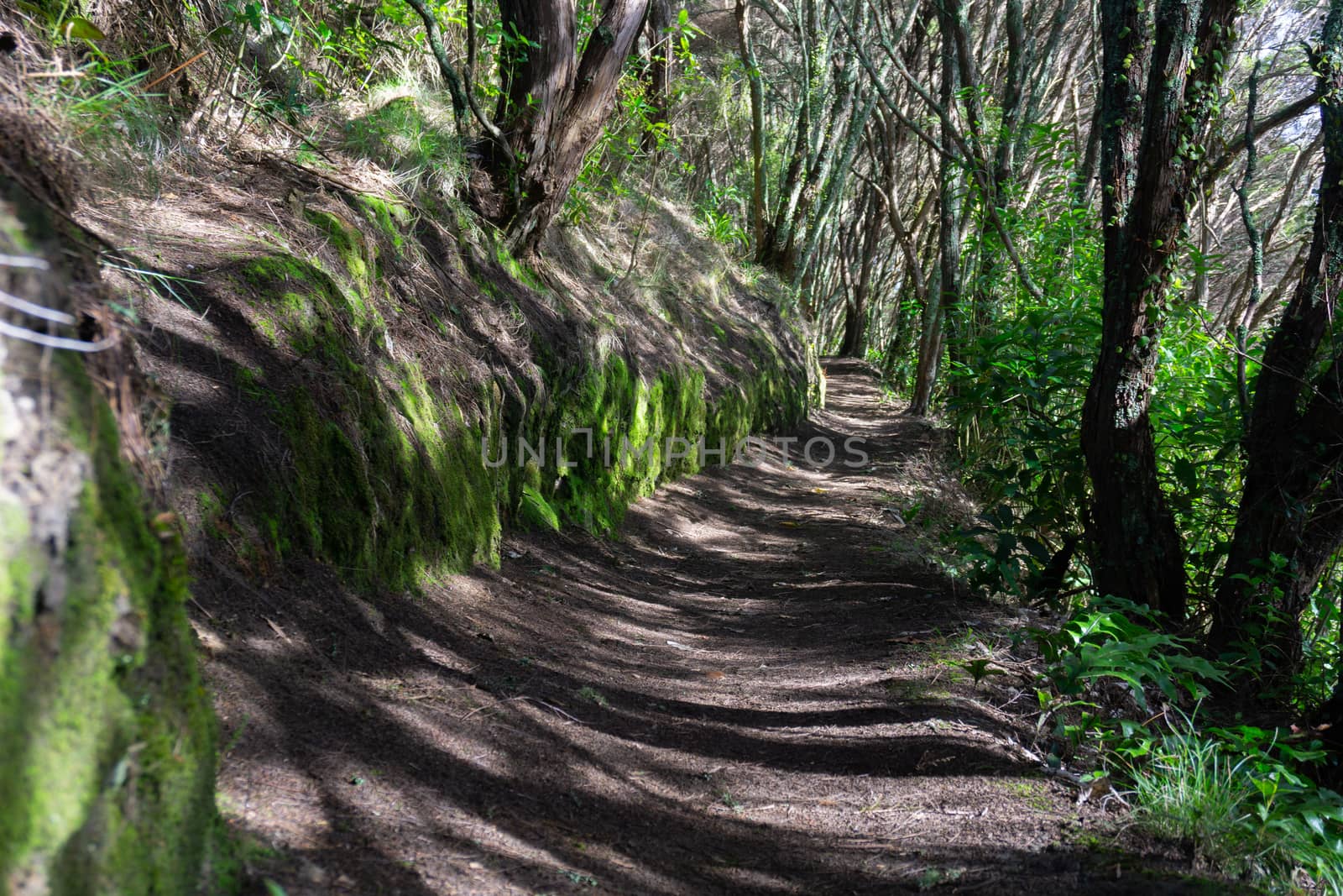 Walking track leading through bush casting shadow across it around Lake Okareka New Zealand.