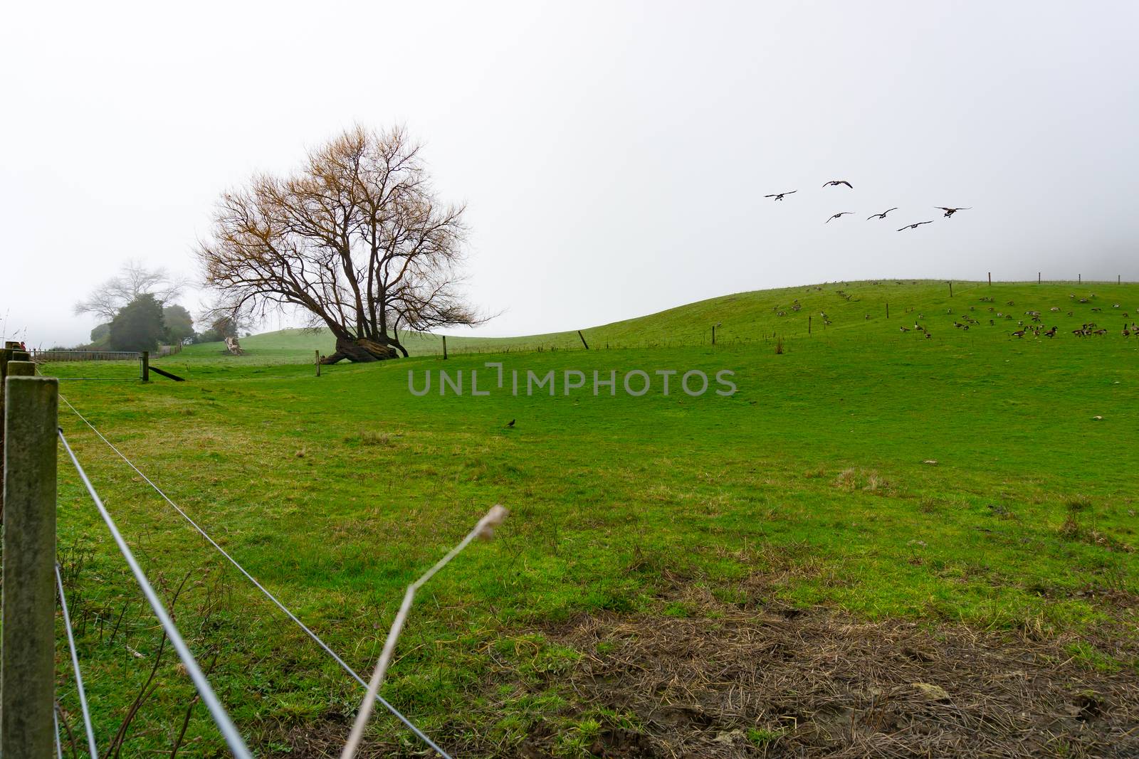 Rural landscape with leafless tree and Canada geese on land. by brians101