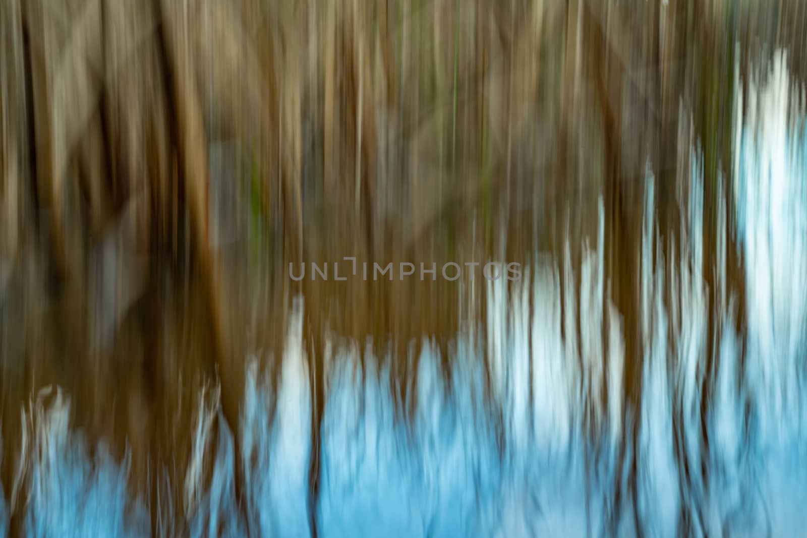 Abstract motion blur effect of raupo or bulrush growing in swampy lake edge of Lake Okareka, in Rotorua Lakes, Bay of Plenty, New Zealand.