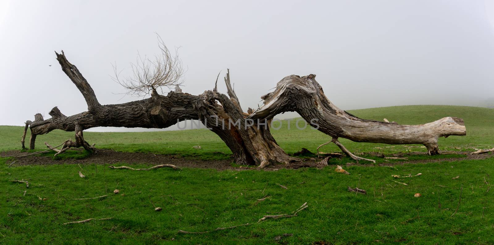 Old tree dead and split lying across ground rustic nature image.