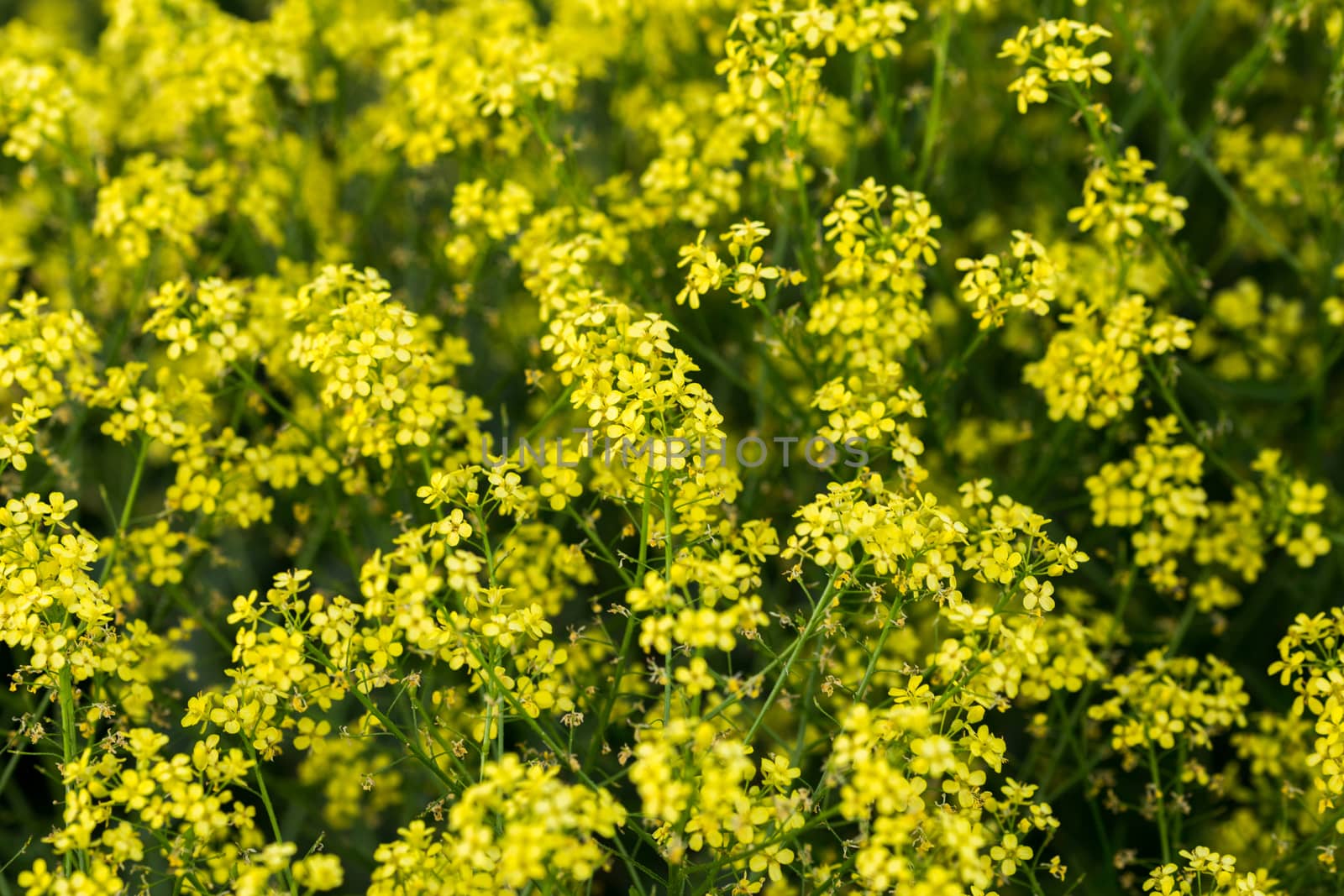 wild yellow colza blossom with selective focus and boke blur.