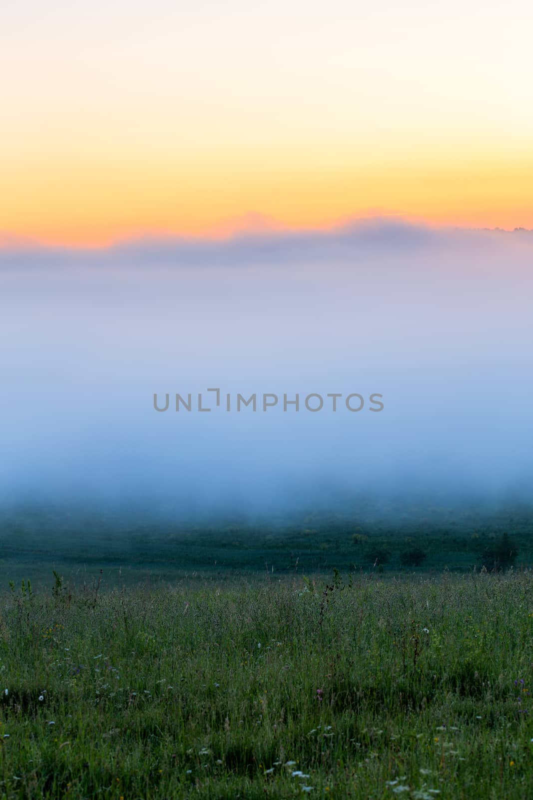 minimalistic wild grass meadow under dence fog without tree at summer morning.