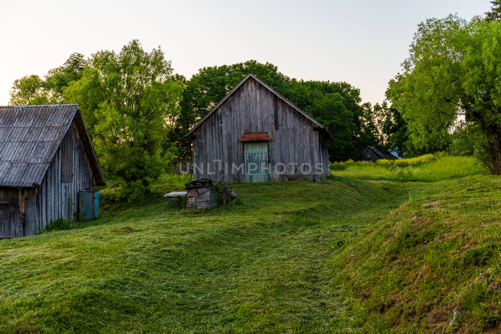 old wooden barns on yard with mowed lawn at summer evening.