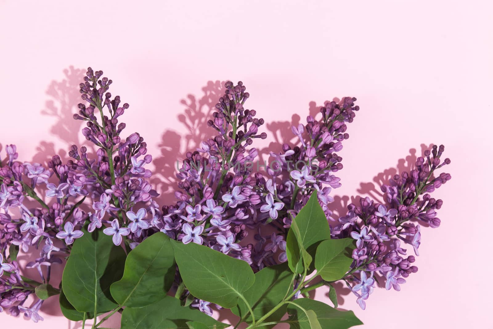 Purple lilac flowers bouquet on pink background. Stylish floral greeting card. Happy mothers day.