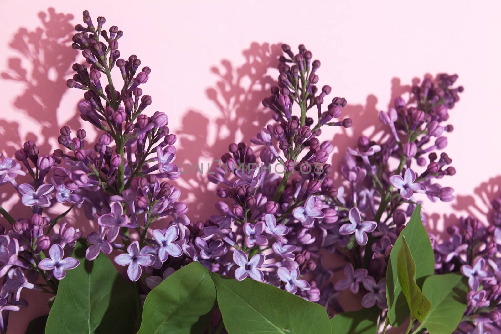 Purple lilac flowers bouquet on pink background. Stylish floral greeting card. Happy mothers day.