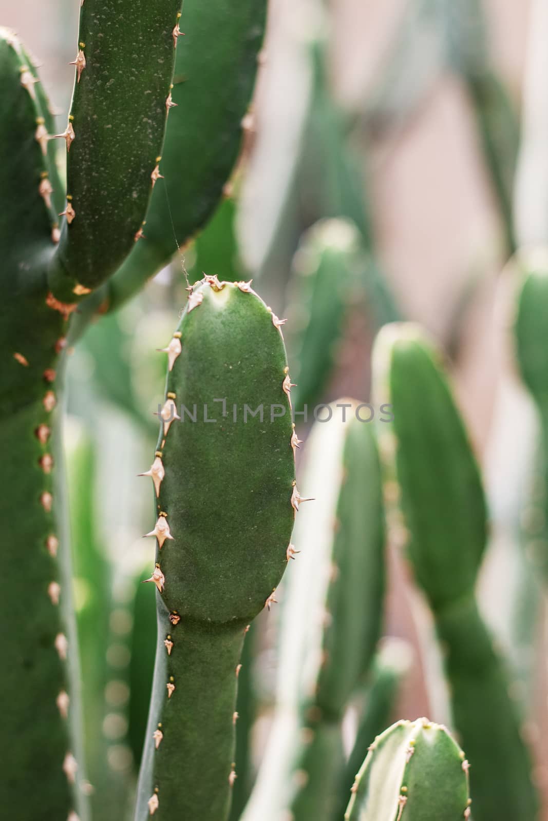 Cactus in park with the sunlight at a daytime.