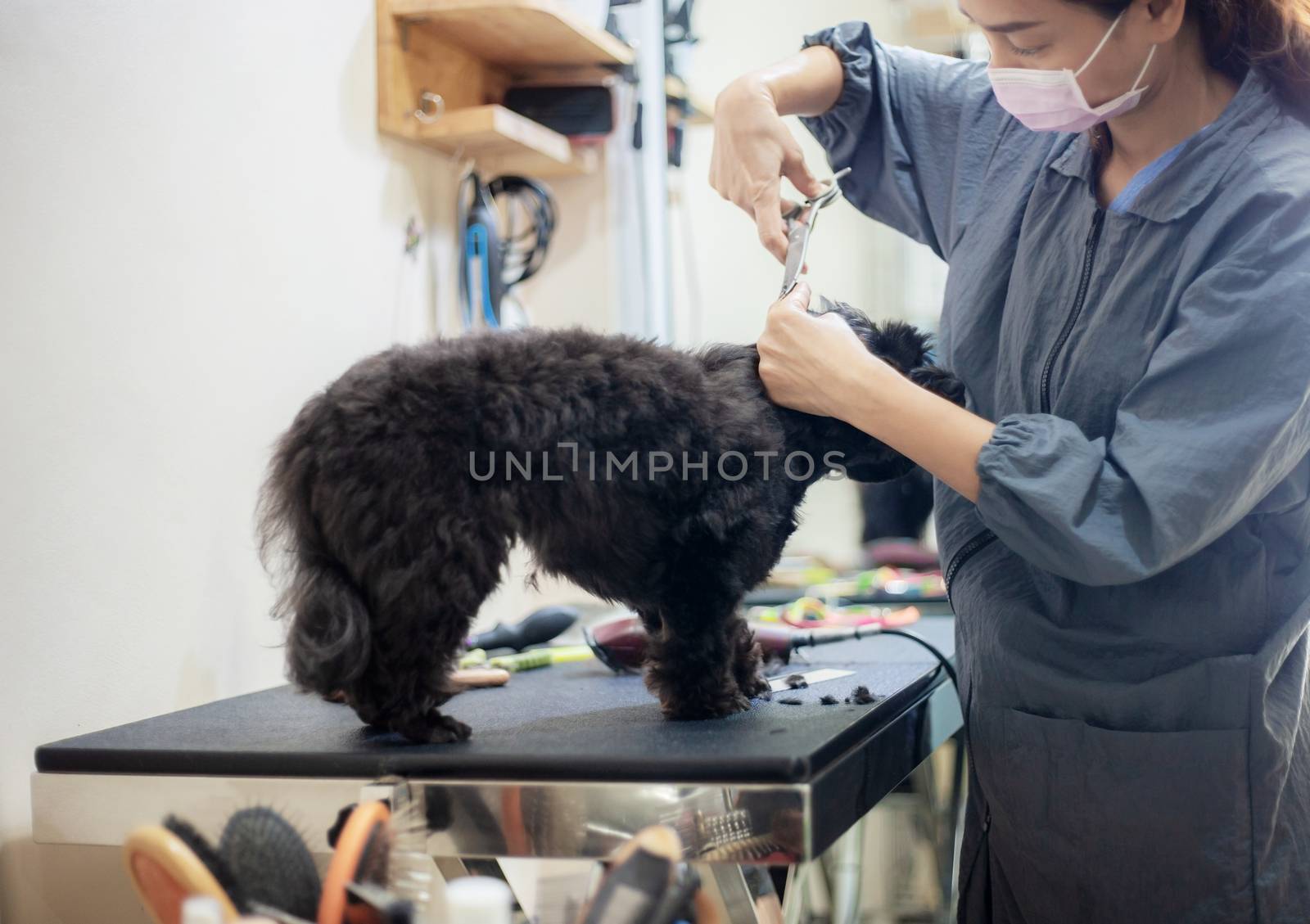 Woman are cutting hair a dog in pet shop.