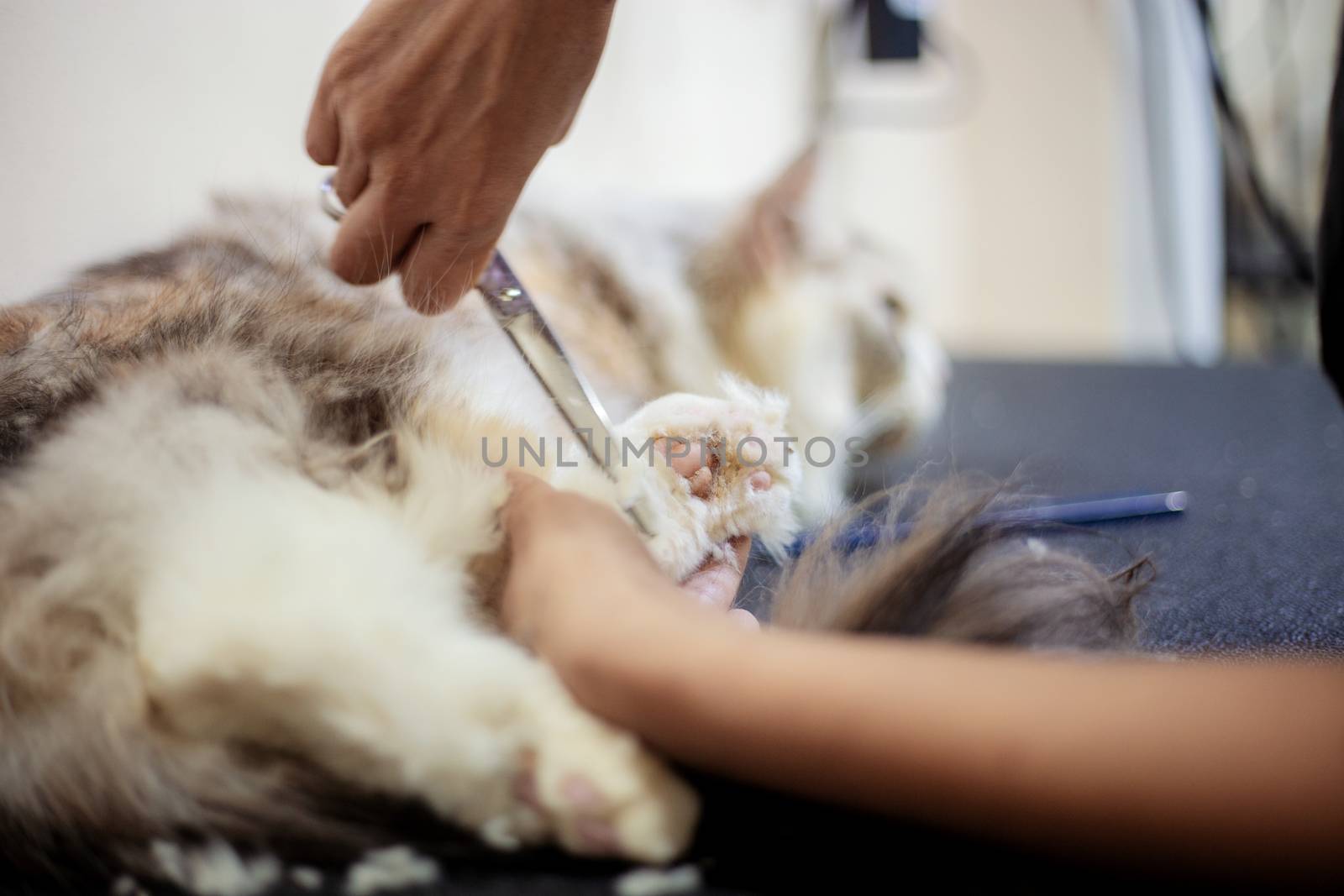 Woman are cutting hair of foot and cleaning a cat.