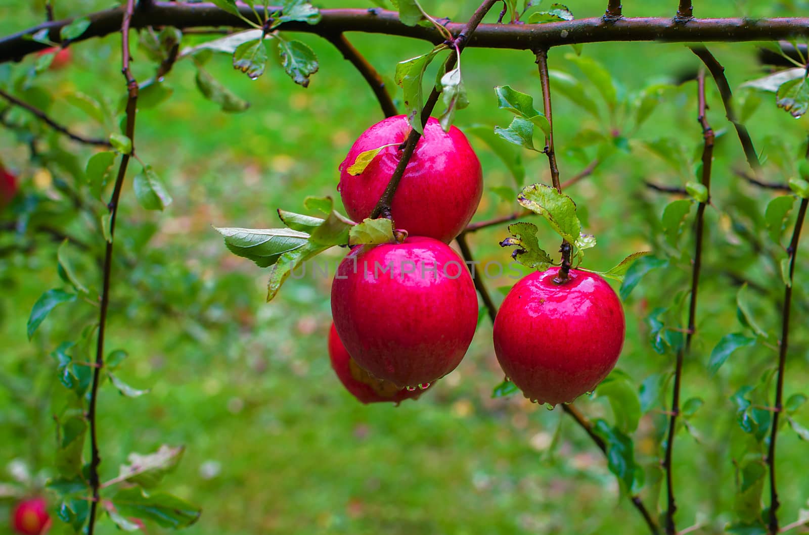 Red apple on a branch in droplets of rain. Shiny delicious apples hanging from a tree branch in an apple orchard branch