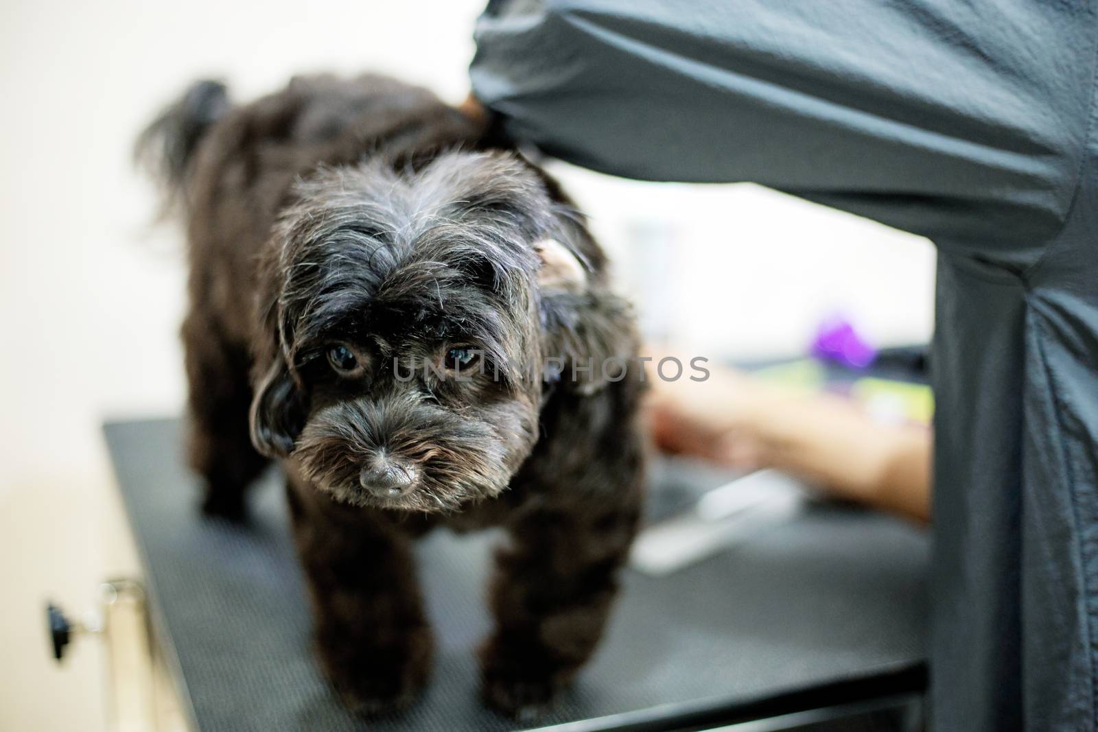 Woman are cleaning a dog in pet shop.