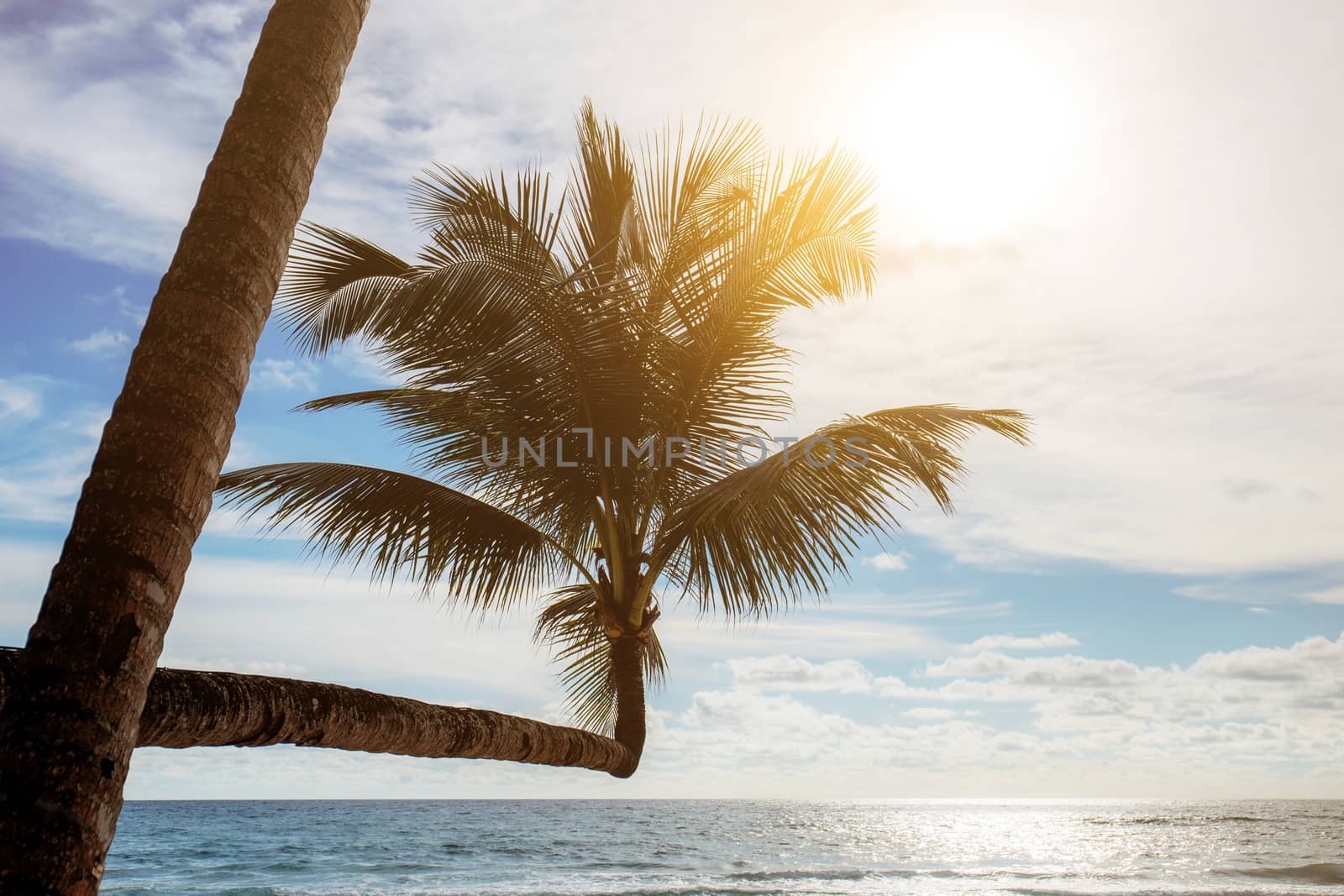 coconut tree with the sunset at sea.