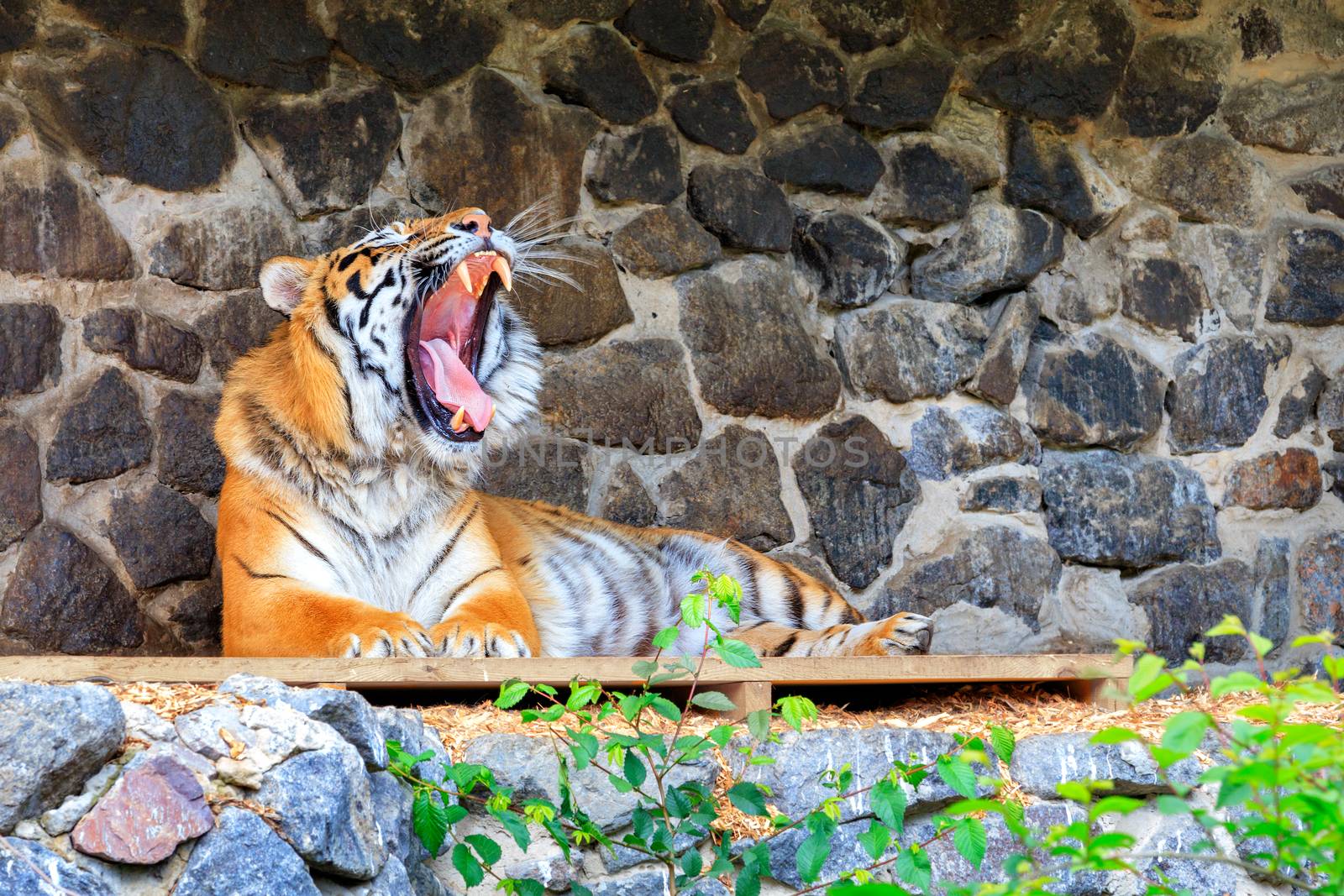 The tiger lies on a wooden platform near a stone wall with its mouth wide open and showing its tongue with powerful fangs.