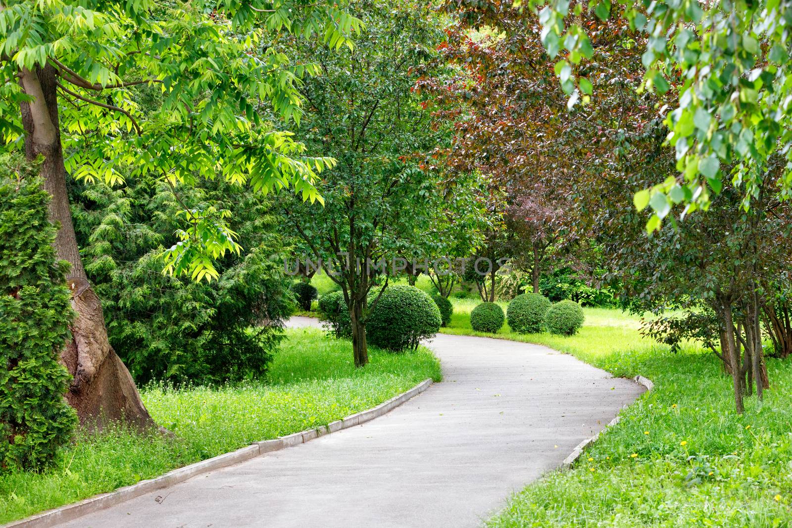 A winding asphalt road for pedestrians goes through a picturesque green summer park with soft sunlight, and on the side of the road there are many beautiful decorative bushes with round shape and trees.