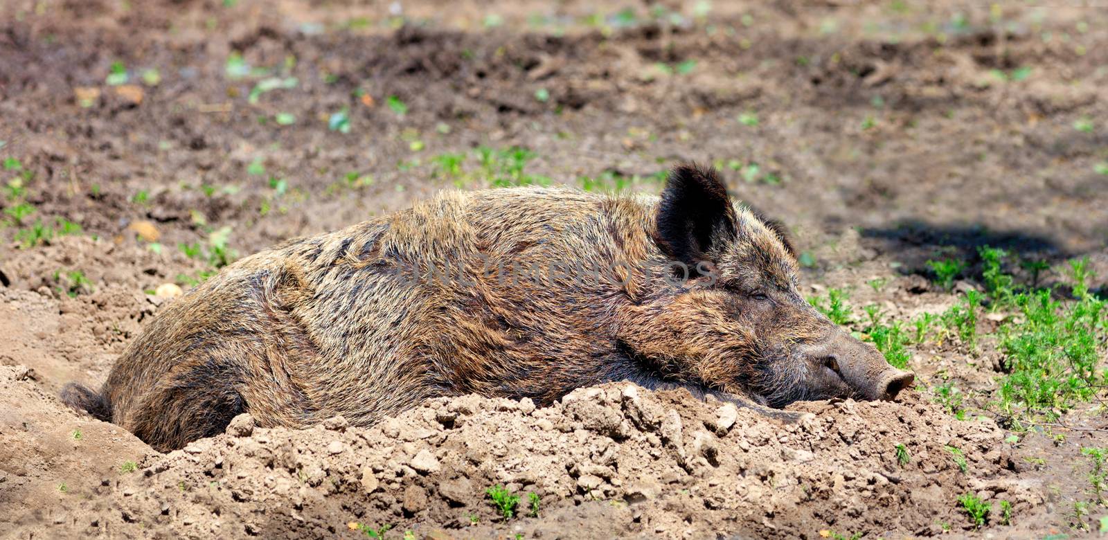 A large Eurasian boar sleeps peacefully and rests in the mud and takes warm sun baths.