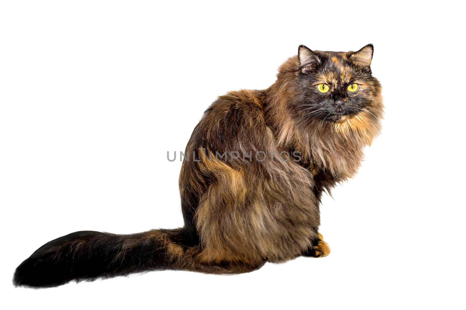 Adult cat tortoiseshell coloring, isolated. Cute tricolor cat on a white background. Studio photography cut out for design or advertising