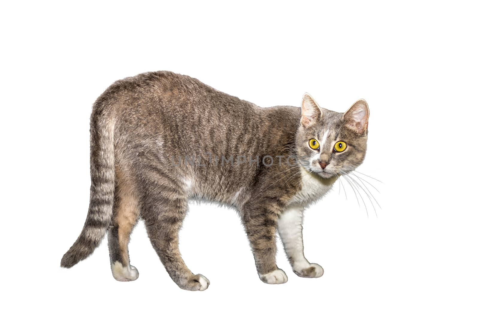 Adult cat, isolated. Cute gray cat on a white background. Studio photography cut for design or advertising. by AlisLuch