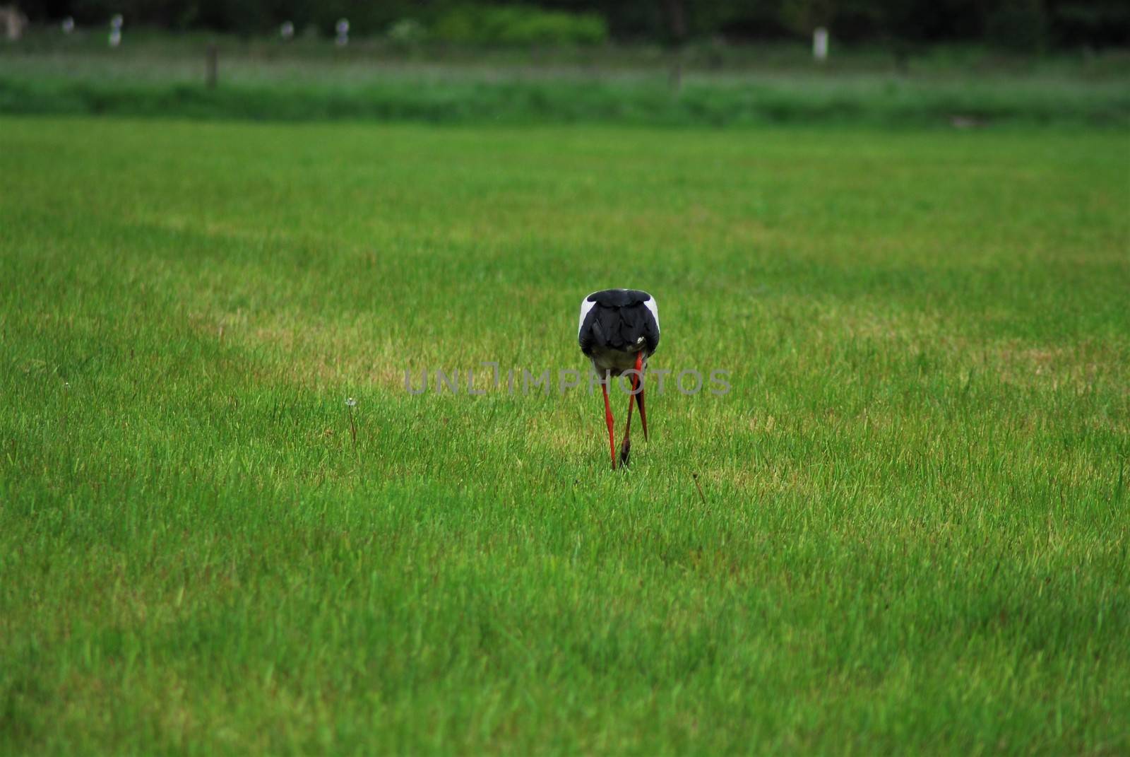A white storck on a mown grenn pasture - rear view