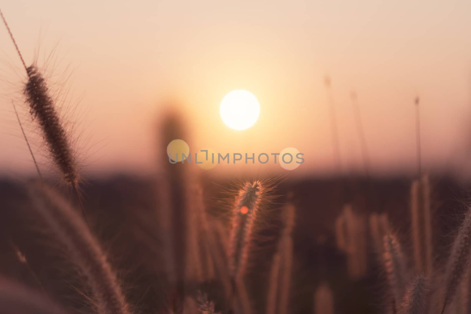 Mountain and grass flowers scenery view landscape with sky beautiful sunset and sunrise background.