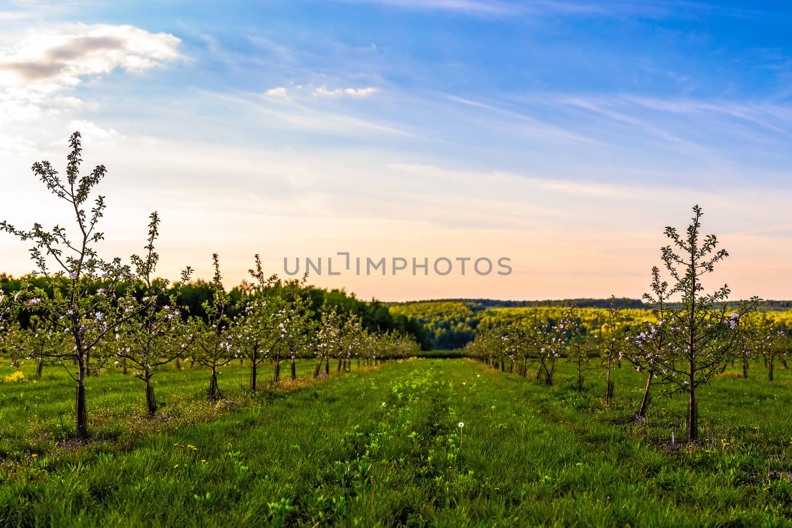 blossoming young apple garden at dus sunlight wide angle shot with selective focus and boke blur.