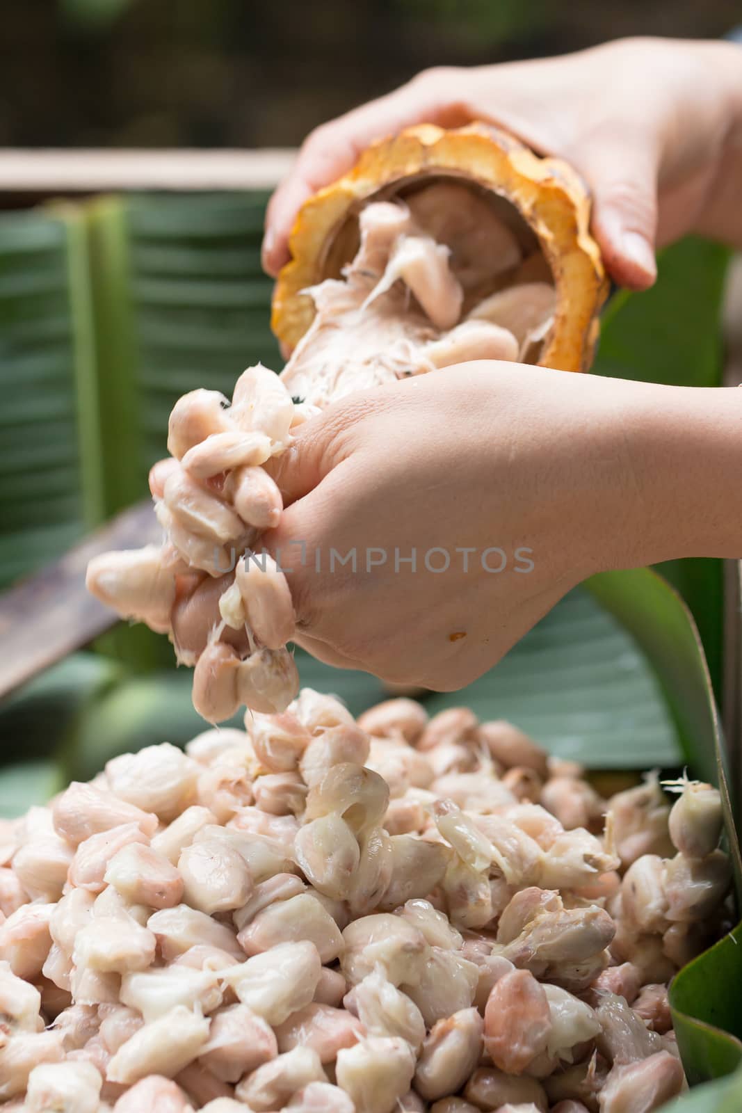 Fresh cocoa beans in the hand of a farmer.