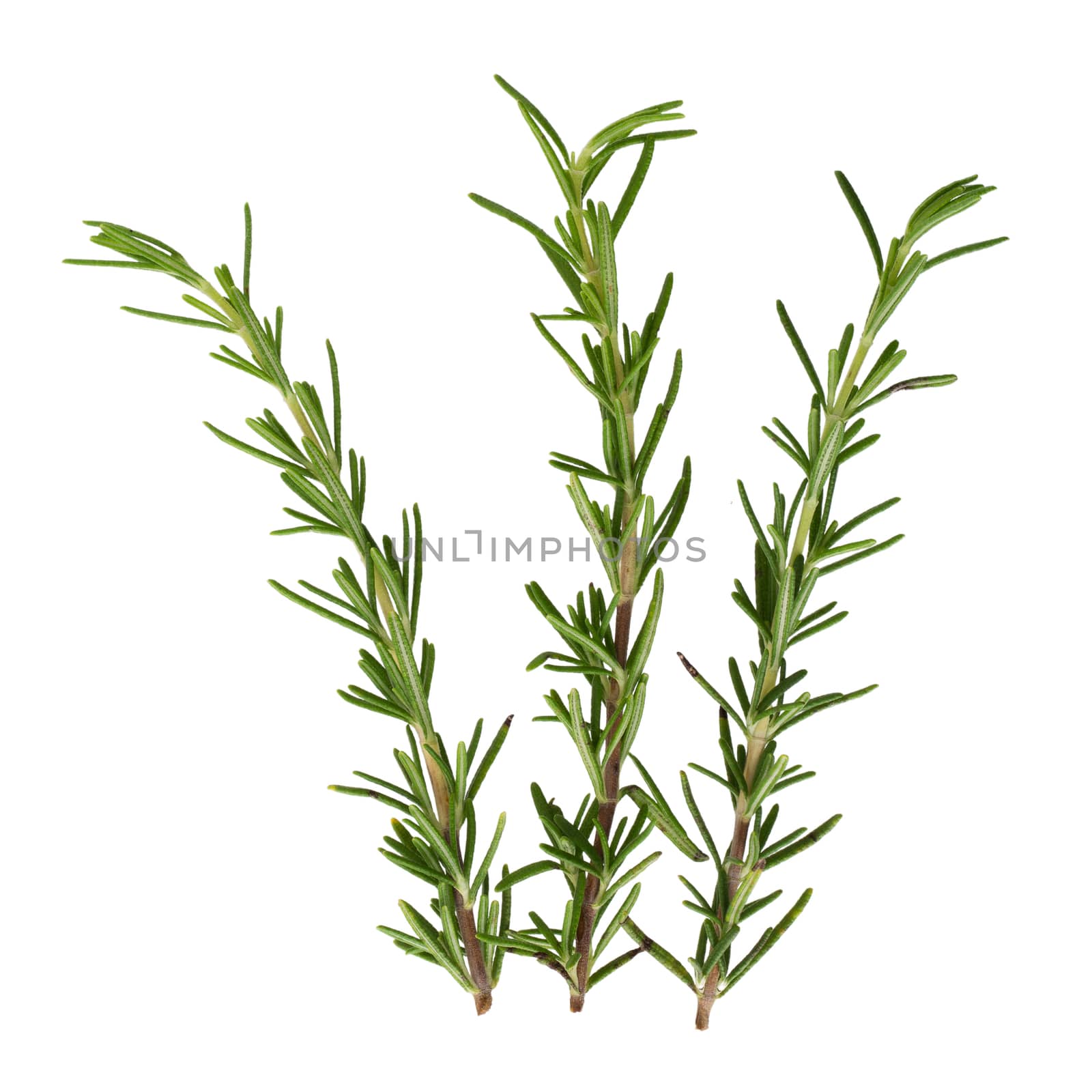 fresh rosemary bunch isolated on white background by kaiskynet