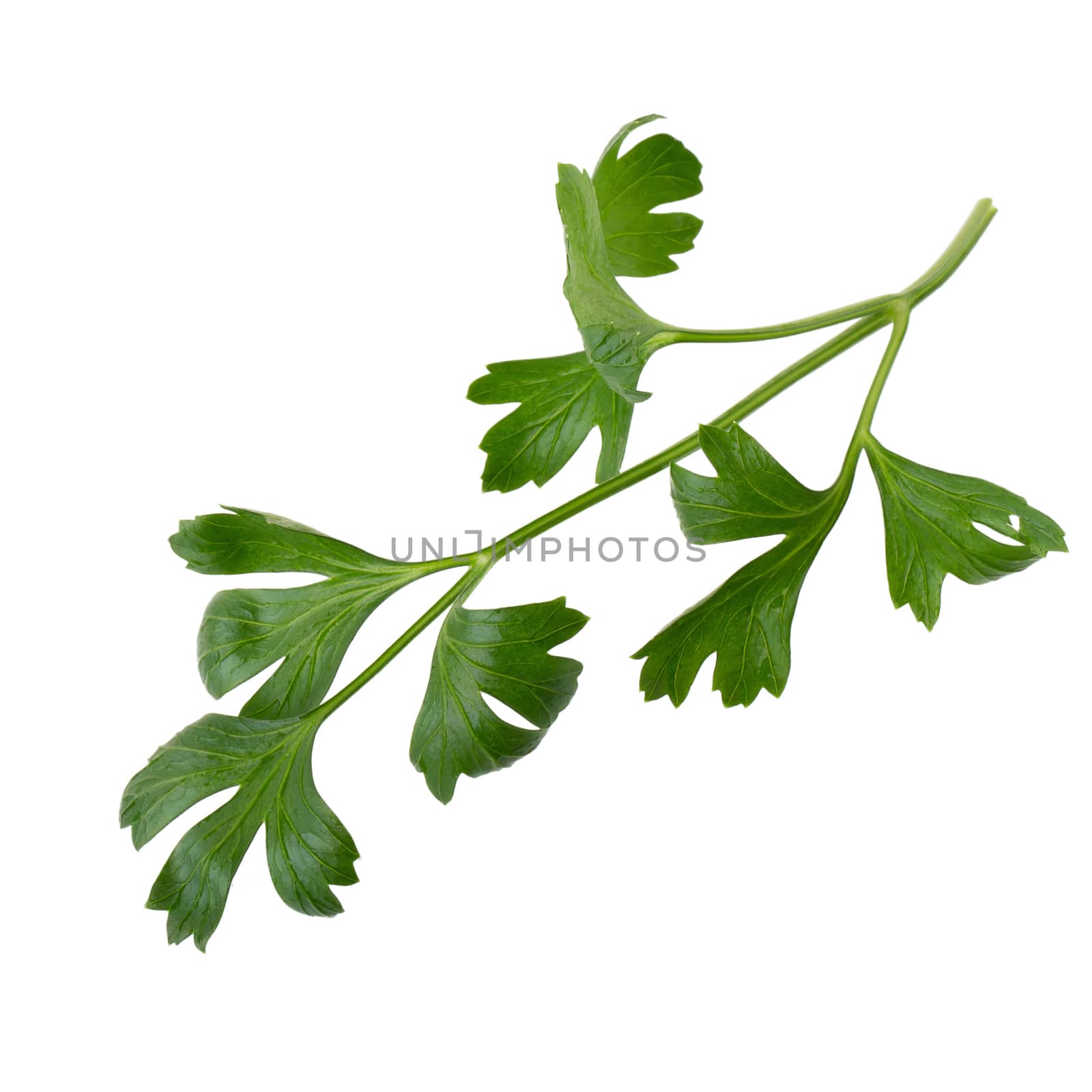 parsley fresh herb isolated on a white background by kaiskynet