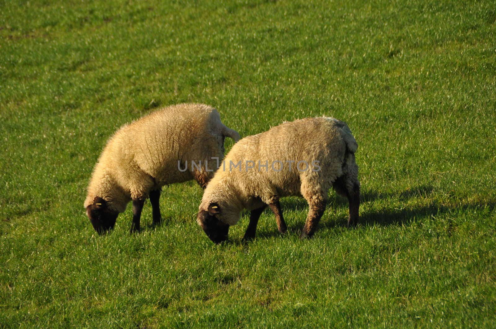 Two white sheep with black legs grazing on a dike