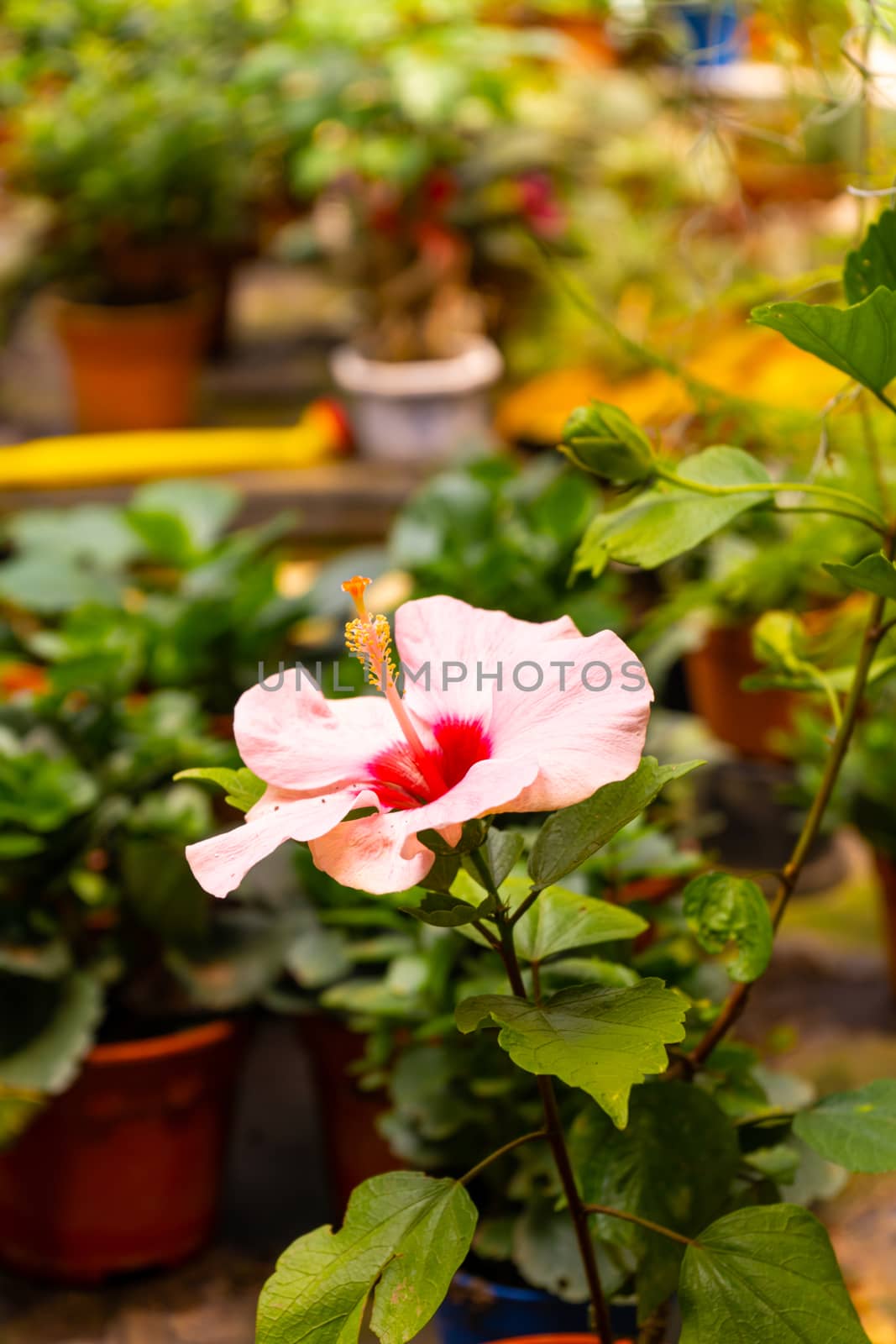 Hibiscus flowers in the wild, against the backdrop of green hills