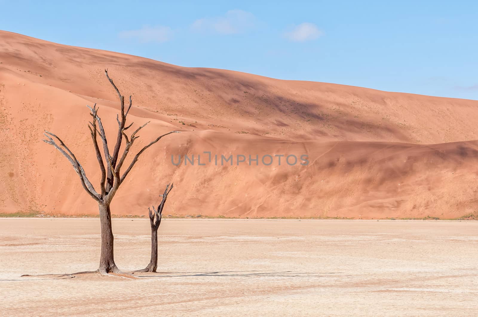 Dead tree stumps, with sand dune backdrop, at Deadvlei by dpreezg