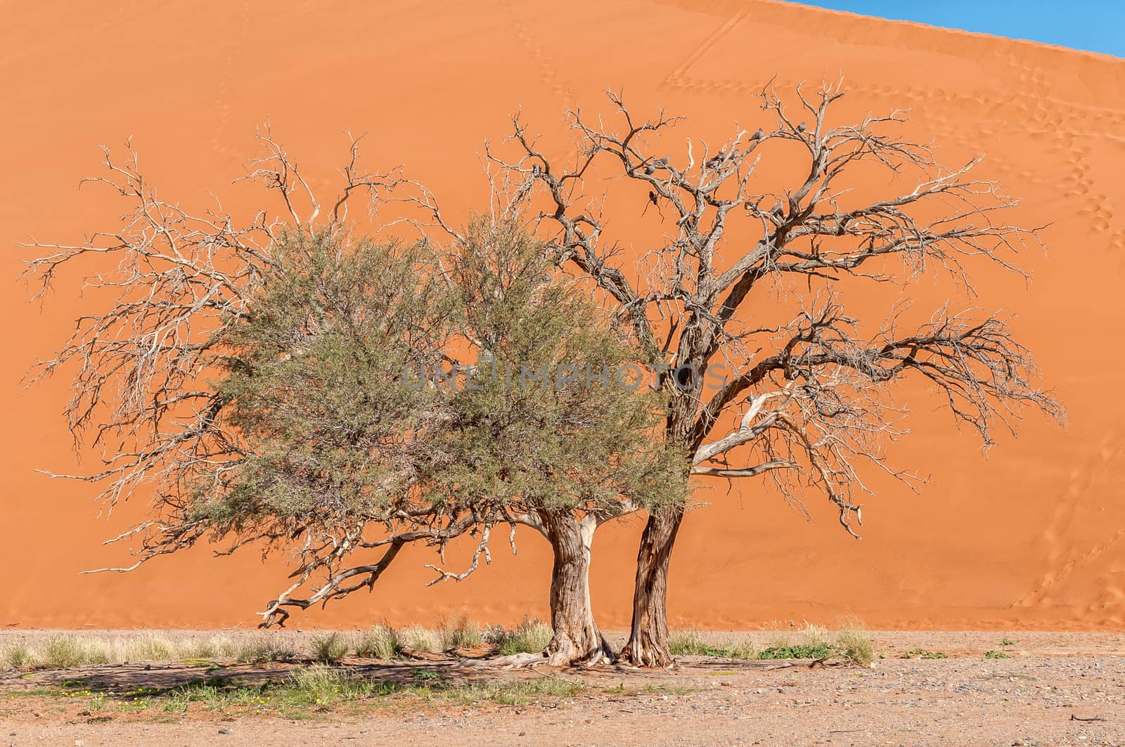Camelthorn trees against the orange backdrop of Dune 45 near Sossusvlei