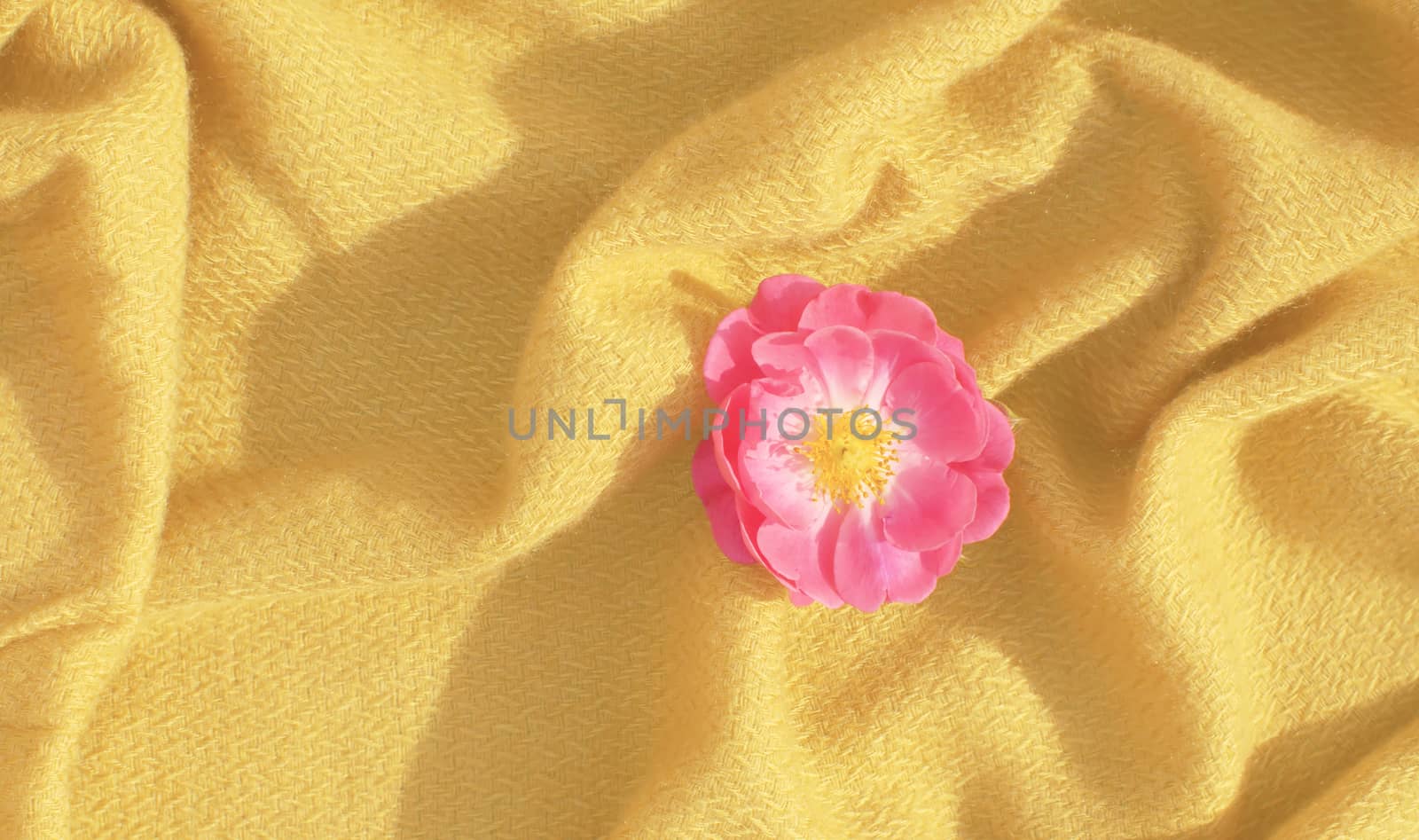 Close up rosehip flower on yellow fabric. Textile and natural background. Macro shooting