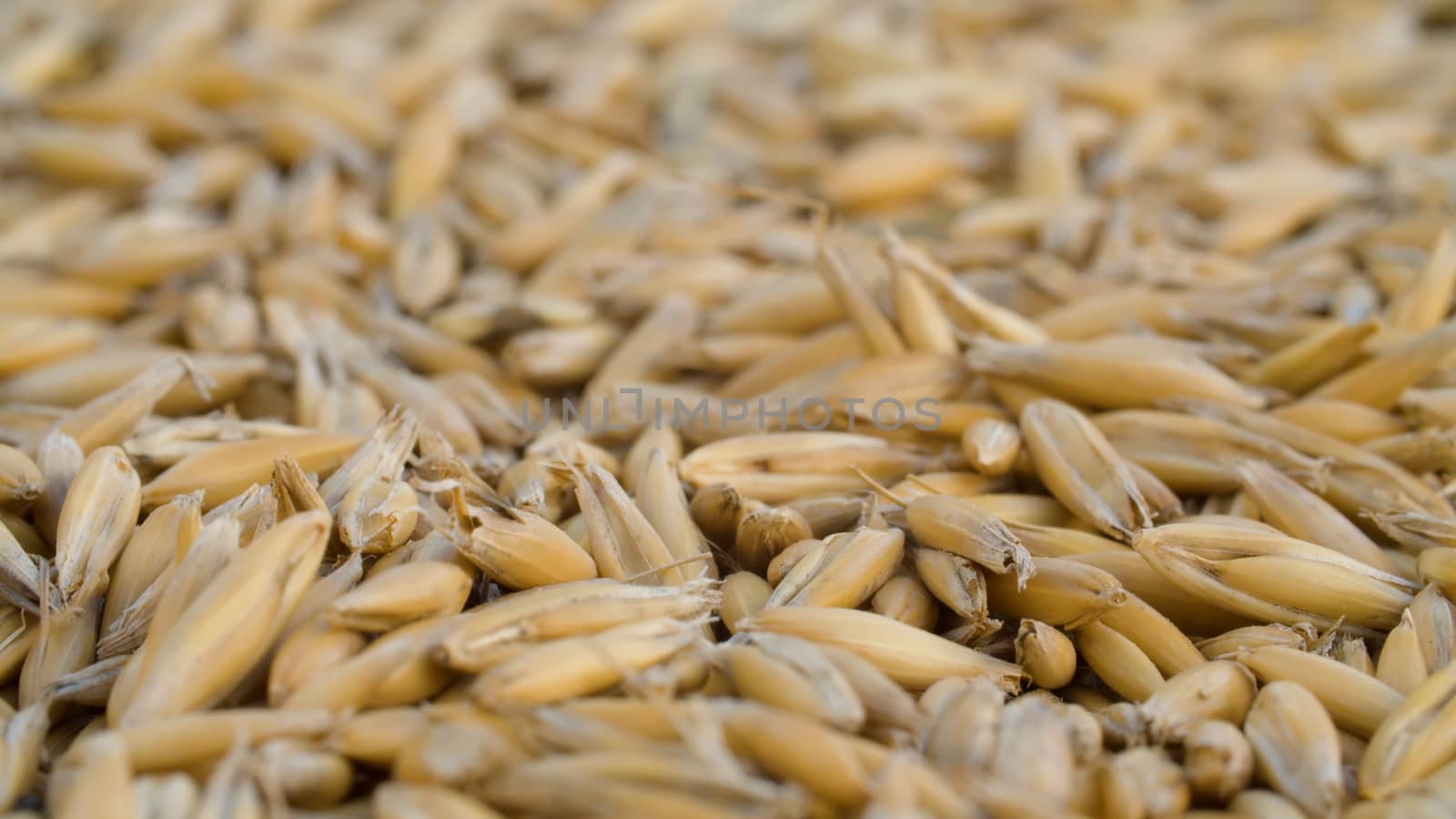 Ripe raw oat grains extreme close up. Grain harvest, farming. Macro shooting