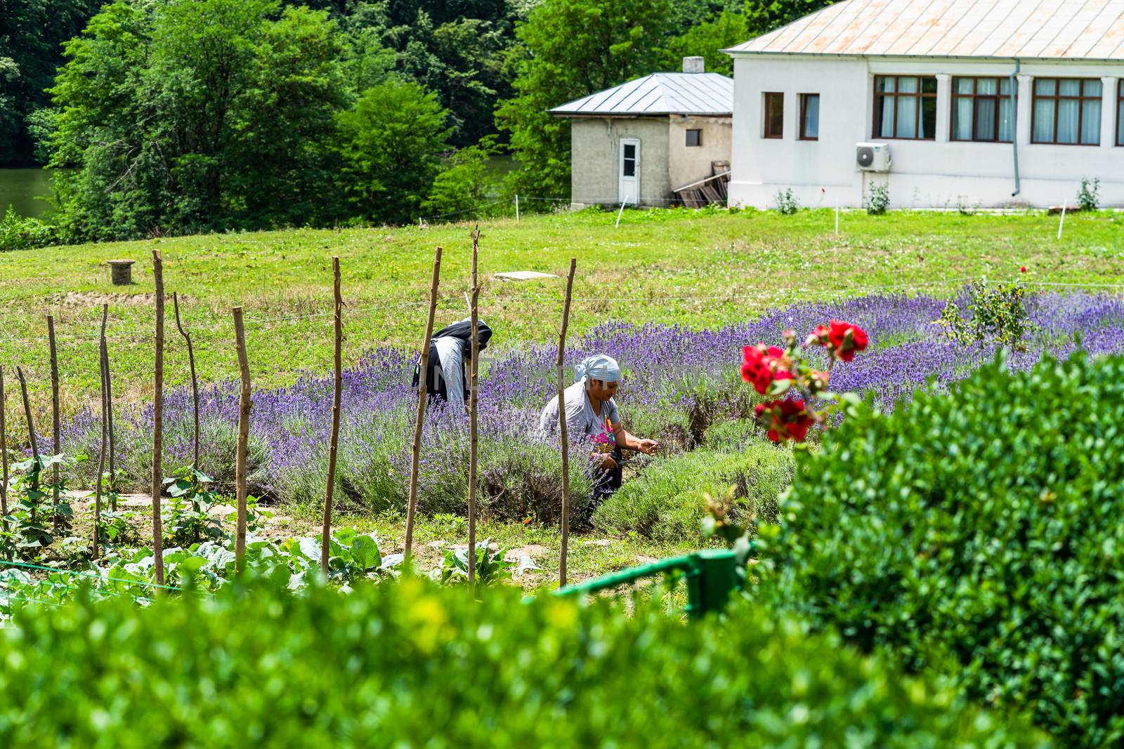 Women gardeners harvesting lavander on a sunny day in a village near Bucharest, Romania, 2020
