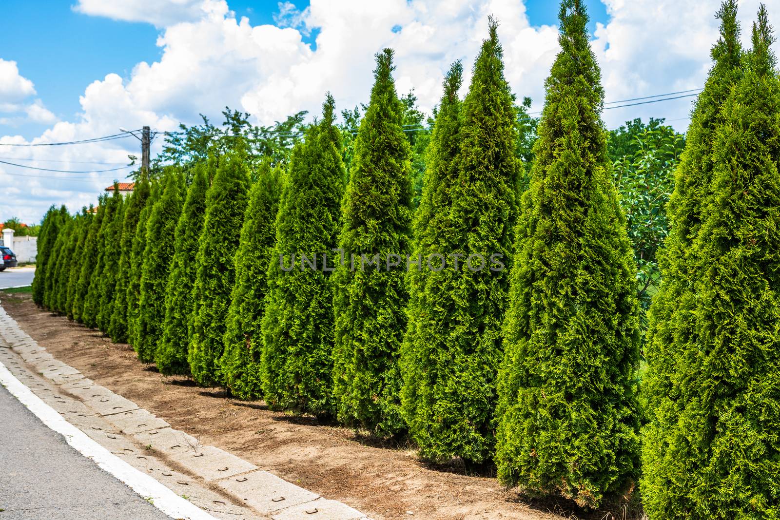 Thuja arborvitae trees, row of ornamental shrubs in a garden.