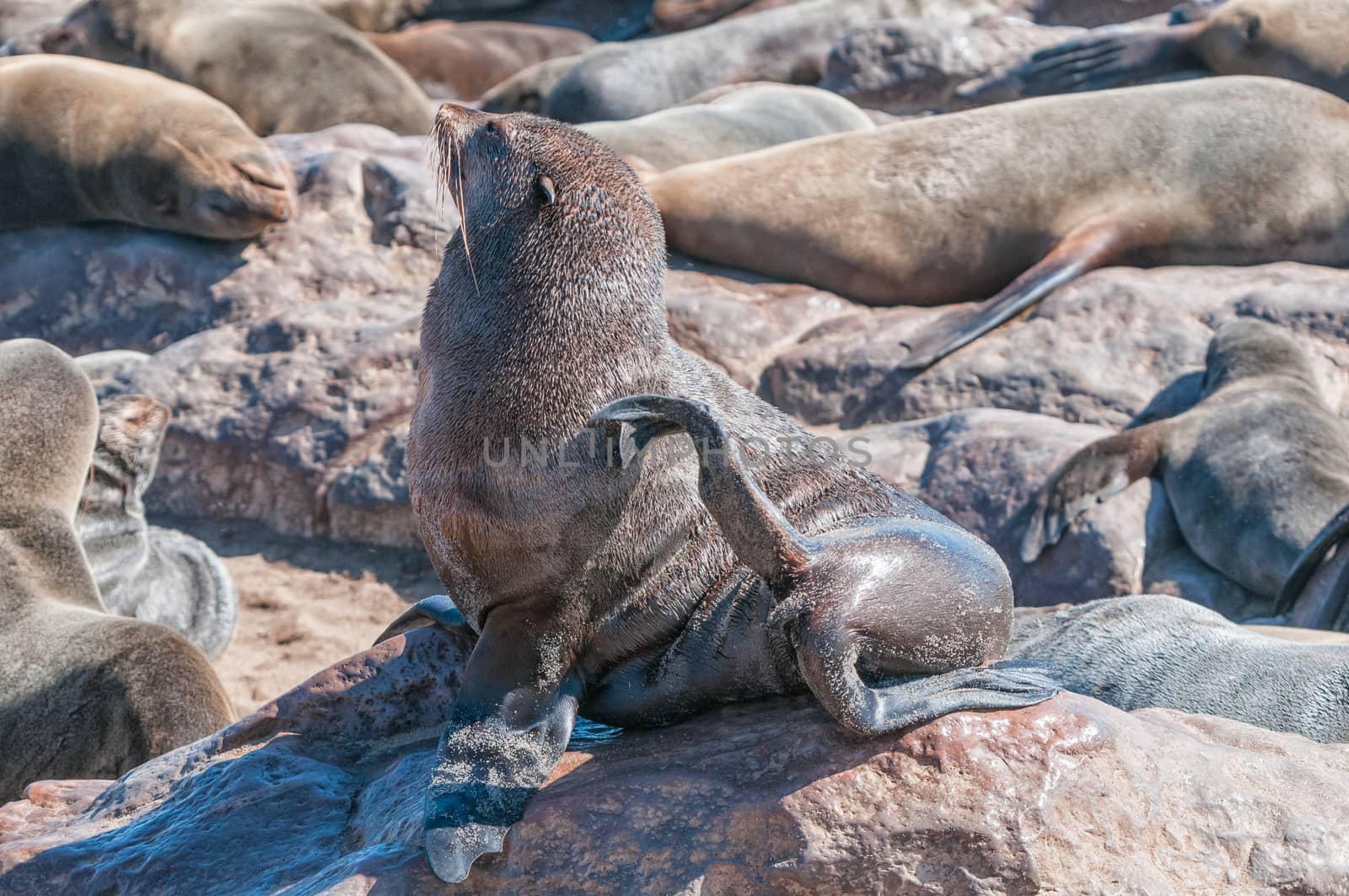 A Cape Fur Seal, Arctocephalus pusillus, scratching at Cape Cross in Namibia