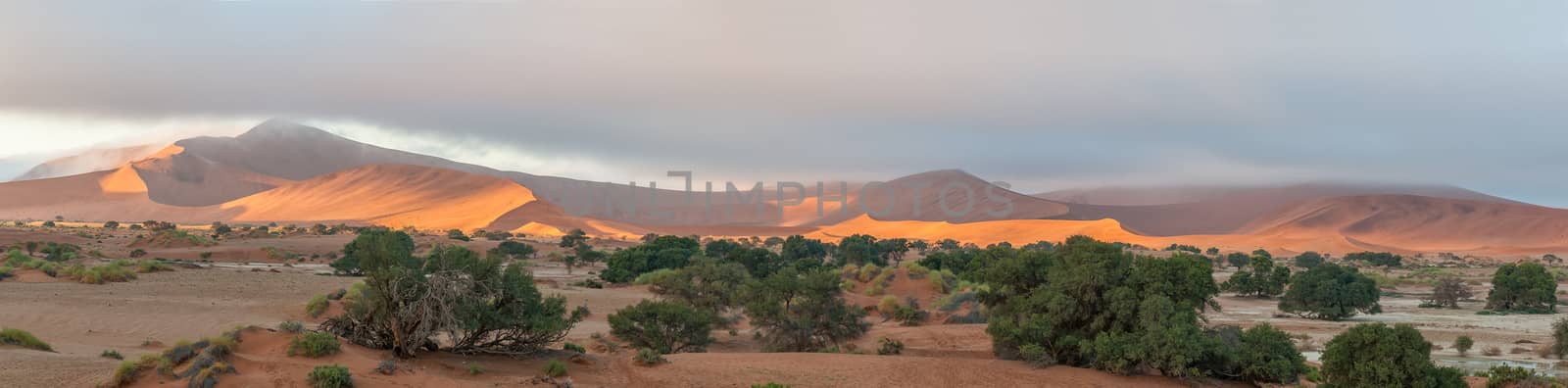Panoramic view from Sossusvlei towards Deadvlei. Big Daddy dune and trees are visible