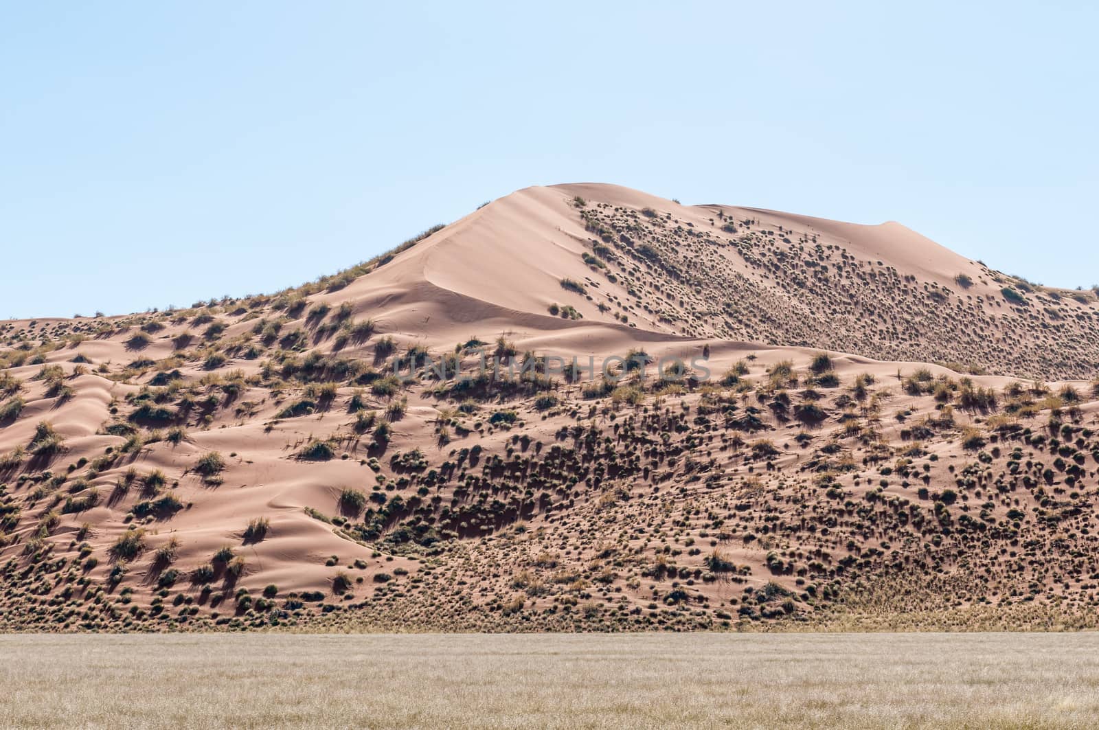 A sand dune, overgrown with bushes, near Sossusvlei