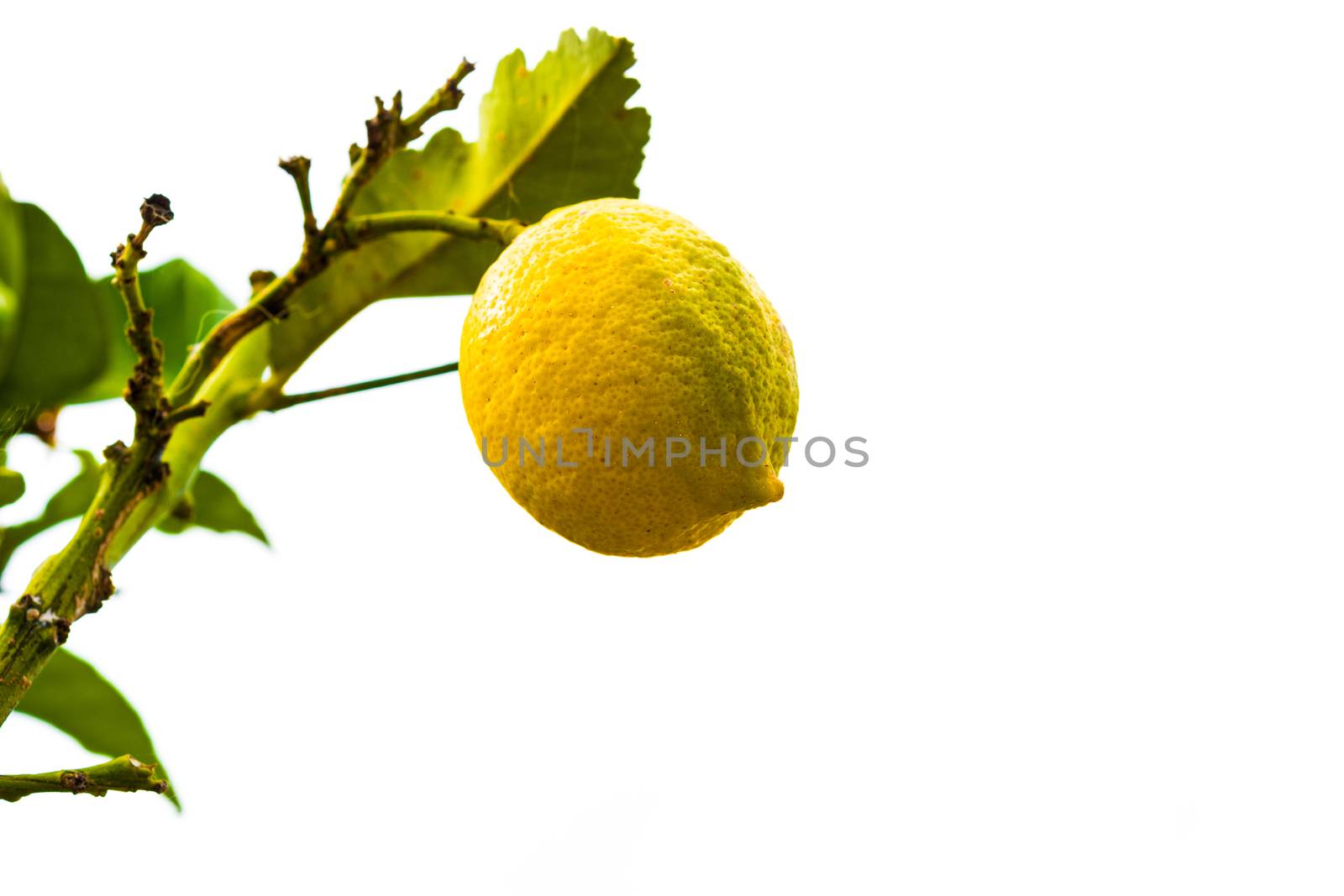 Branch of lemon tree isolated on white background. Copyspace.