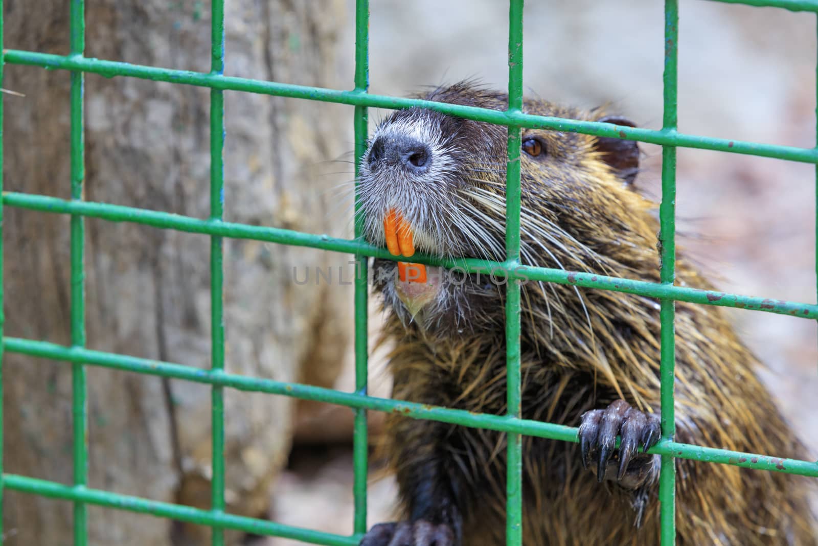 Portrait of a nutria water rat with large orange front incisors behind a metal bars, closeup.