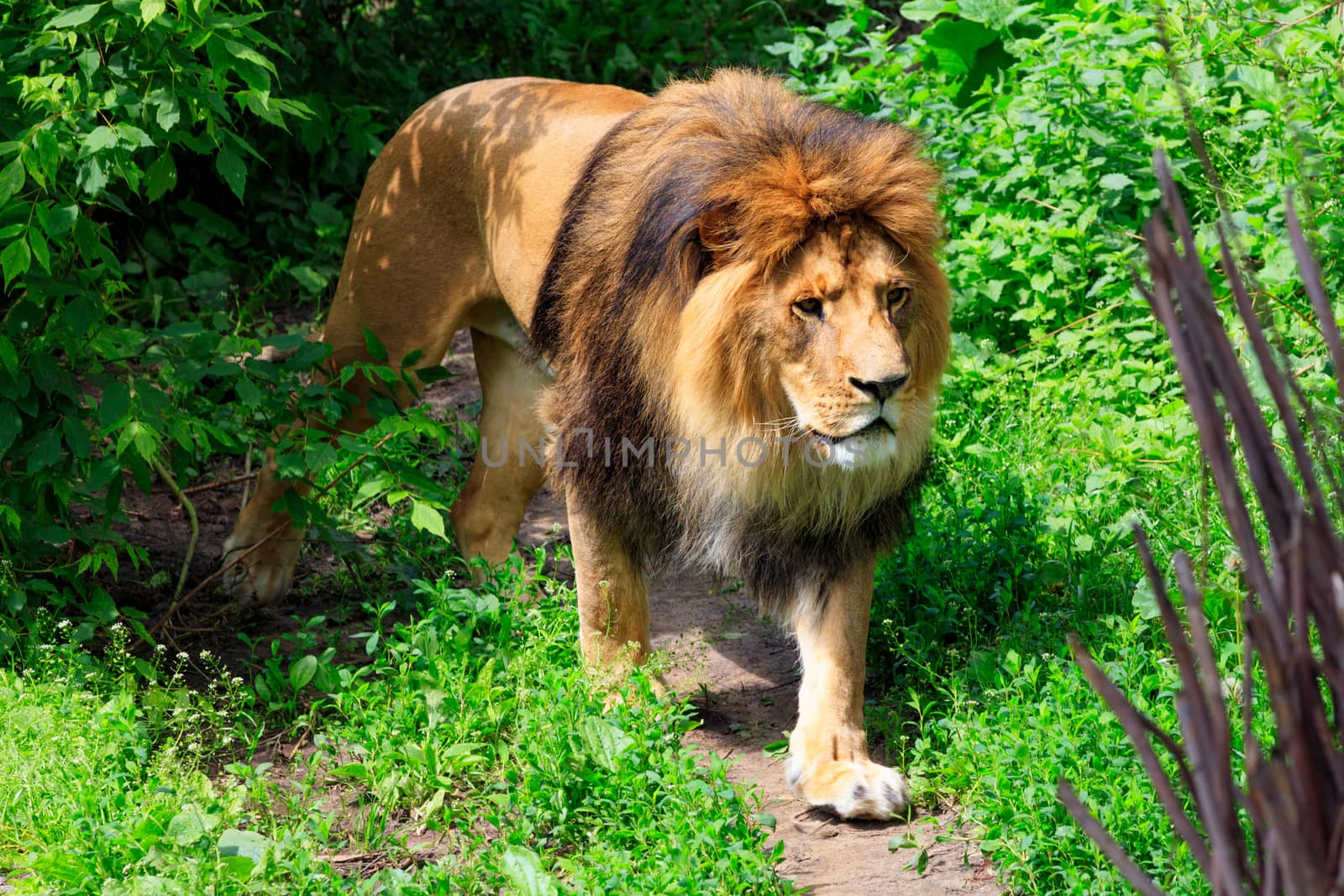 A wild lion with a large shaggy orange mane of hair walks along a forest path among green shrubs in sunny daytime. Close-up.