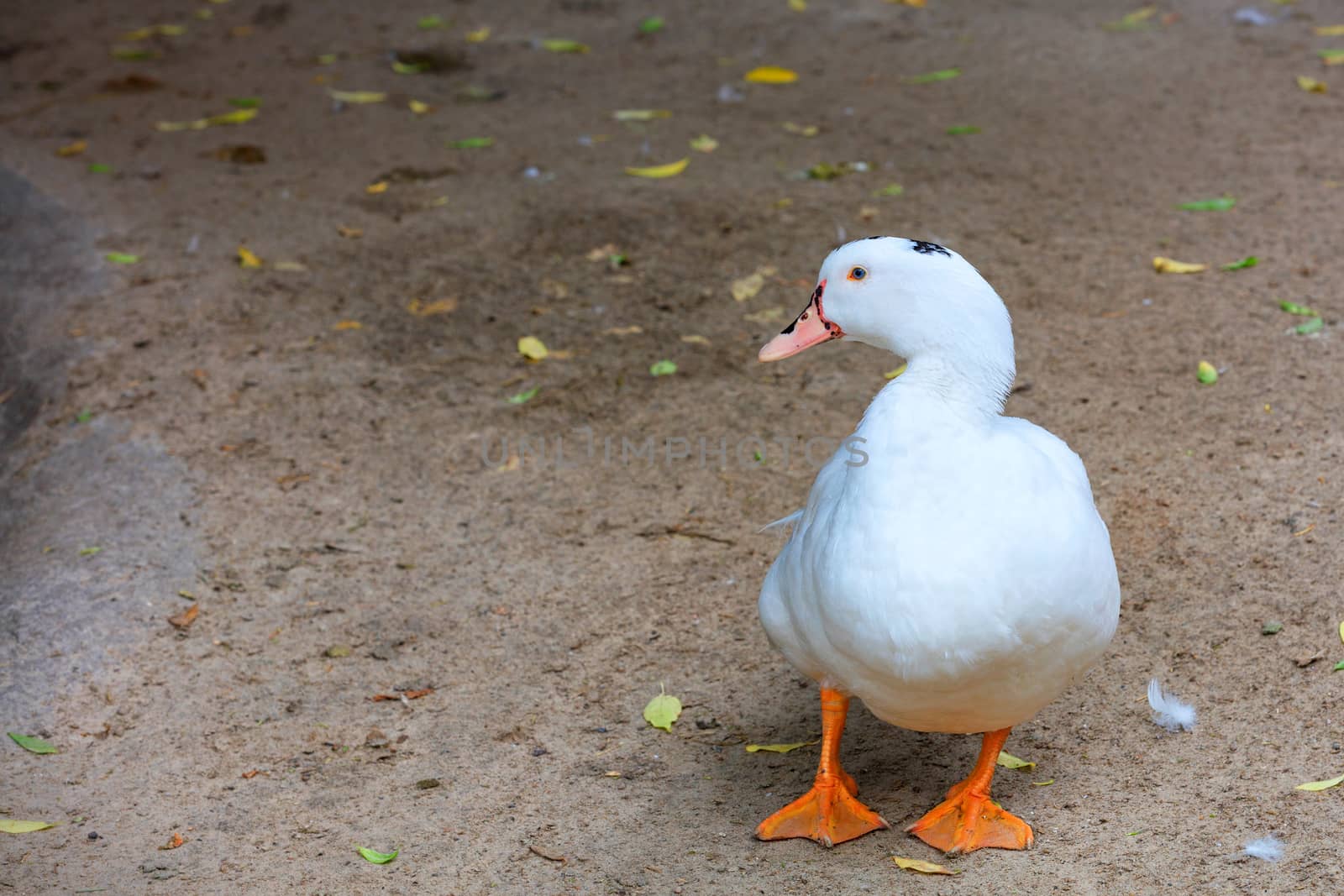 A white duck with bright orange paws walks along the sandy ground and looks to the left, copy space.