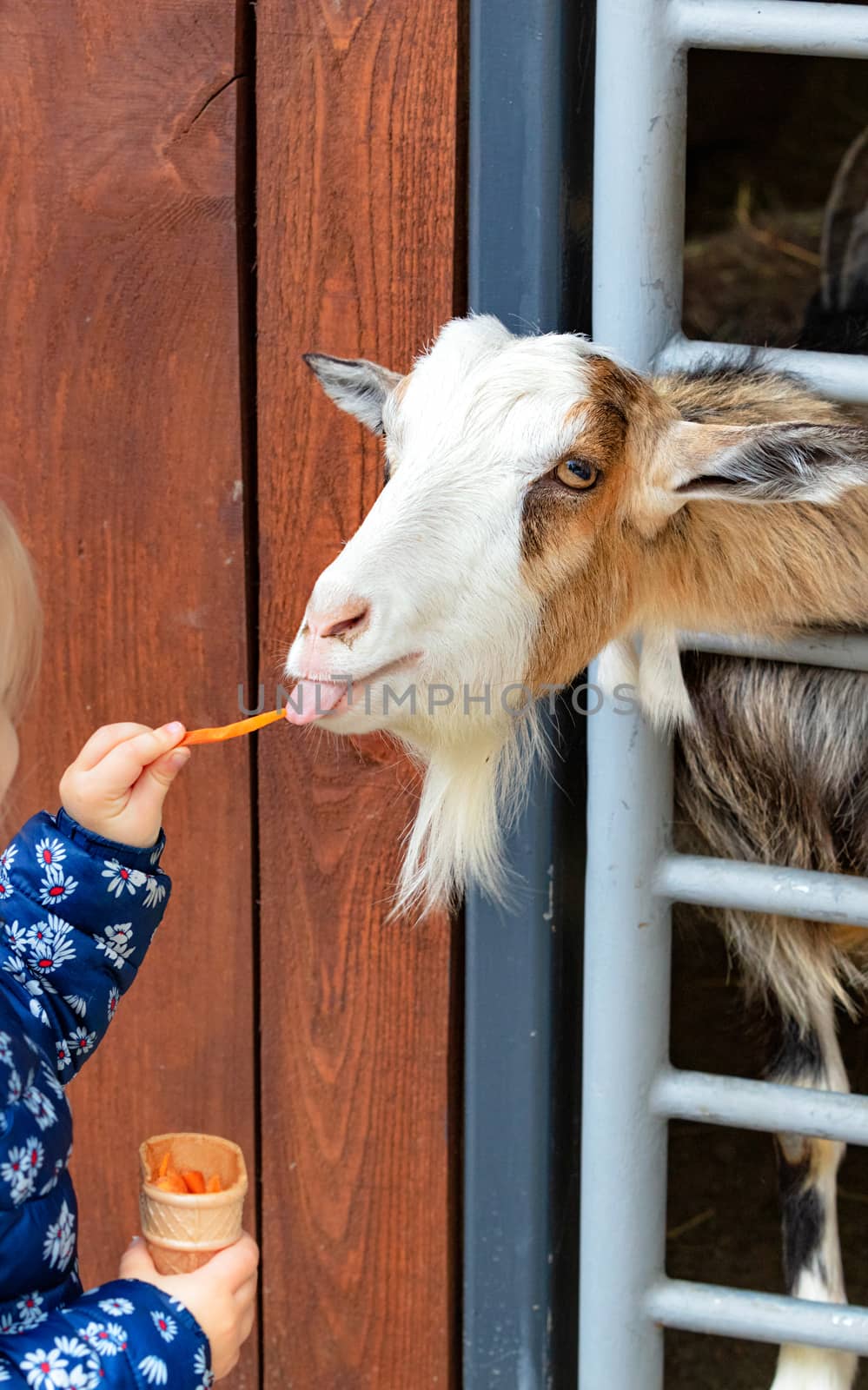 A little girl feeds a little kid who sticks his tongue out and cranes his neck from the stall to eat carrots from her hands, vertical image.