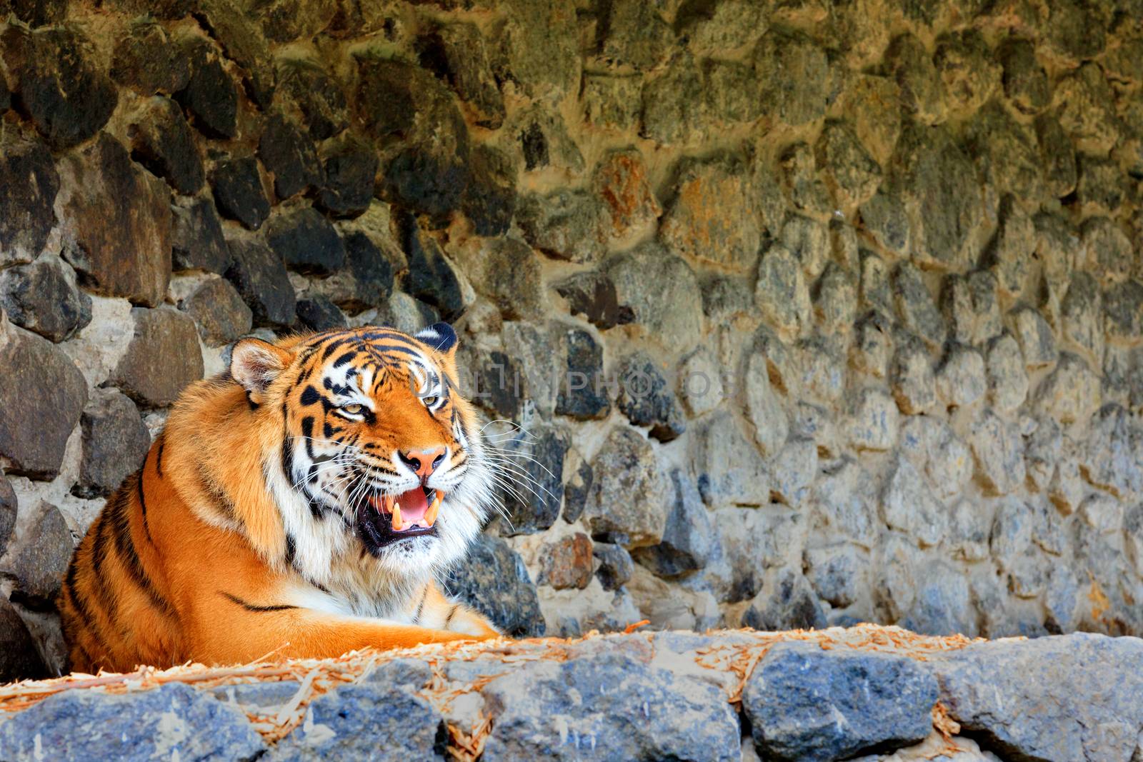 Portrait of a beautiful wild tiger with a growling grin against the backdrop of a stone wall in blur, copy space.