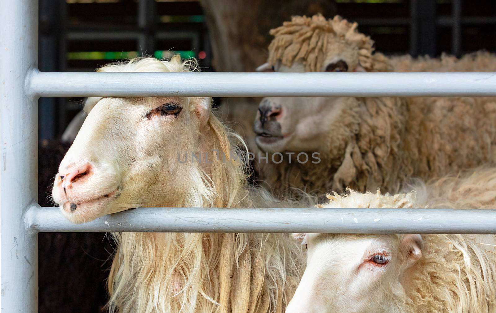 Flock of sheep in a paddock close-up. by Sergii