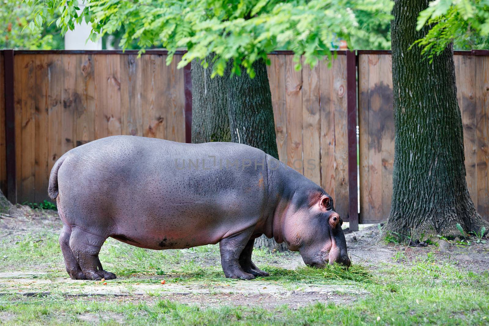A large hippopotamus is a herbivorous, semi-aquatic mammal, dines with green grass near large oaks.