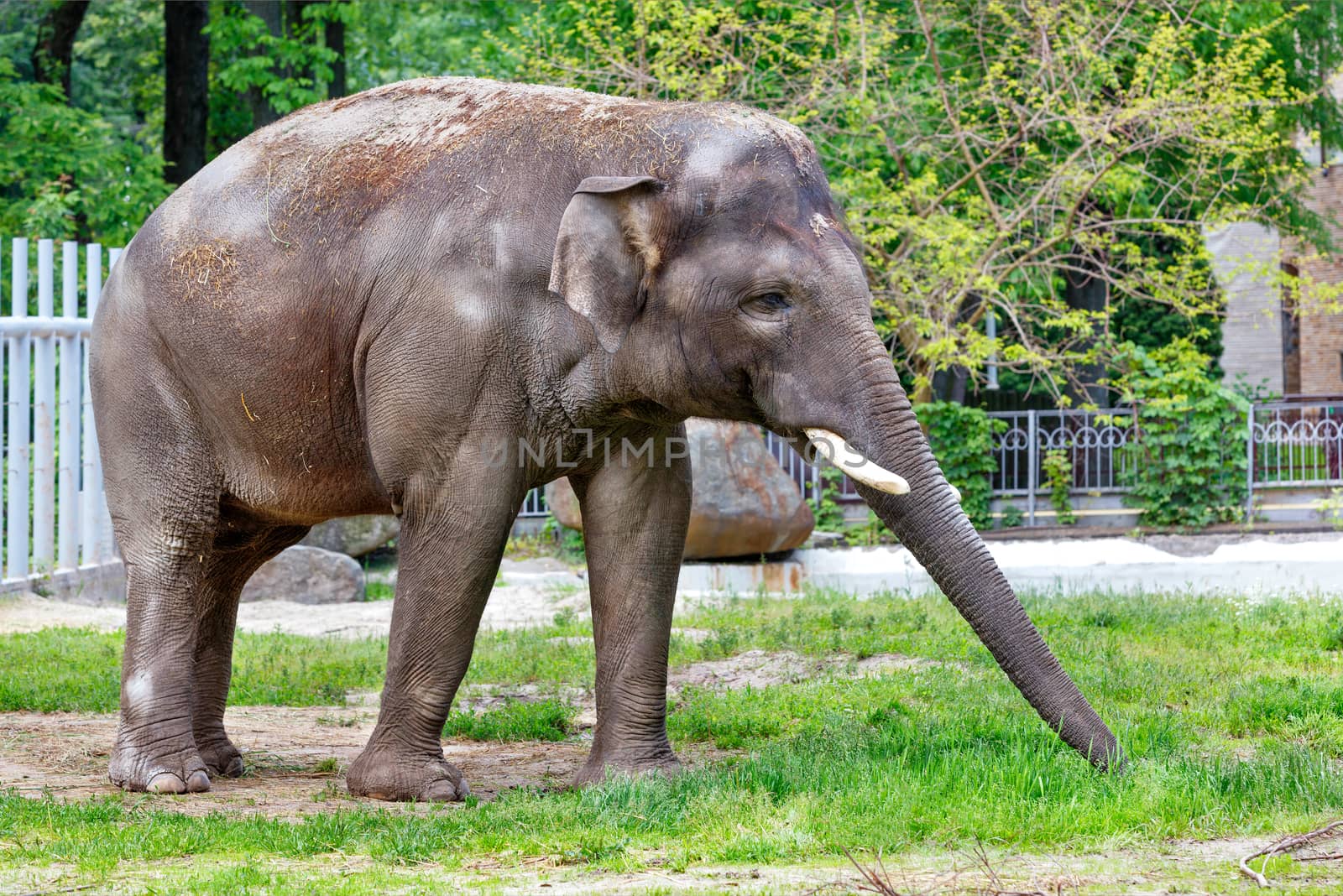 A young elephant, covered in dust and dry grass, extends its trunk and collects green juicy grass in a spring park.