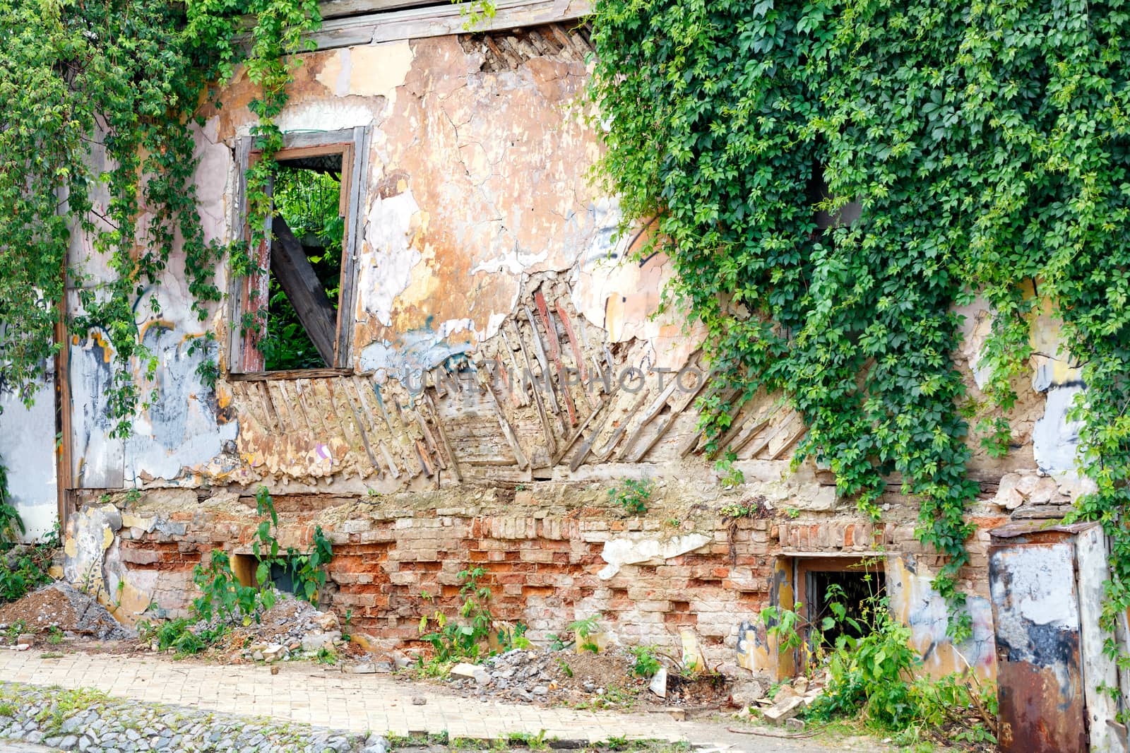 The rickety wall of the dilapidated old house was overgrown with wild grapes. by Sergii